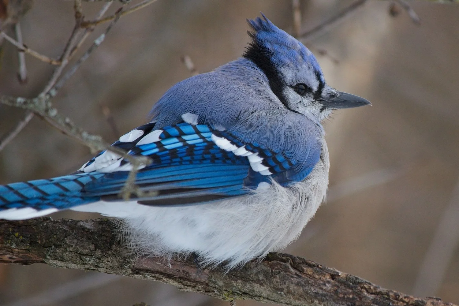 The Blue Jay