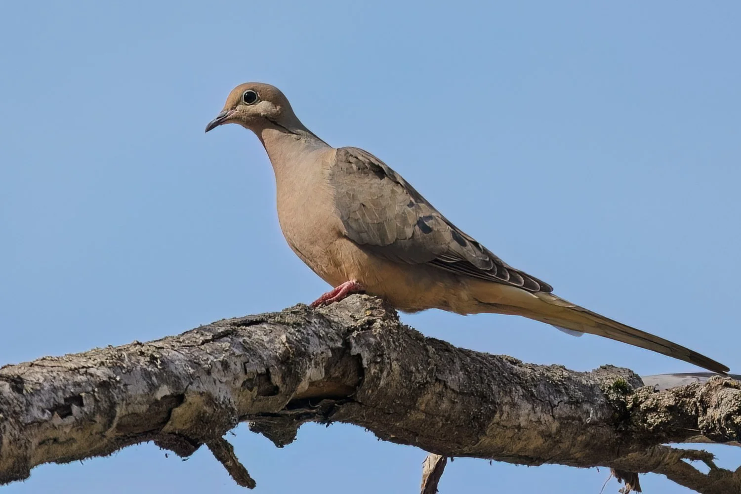 The Mourning Dove