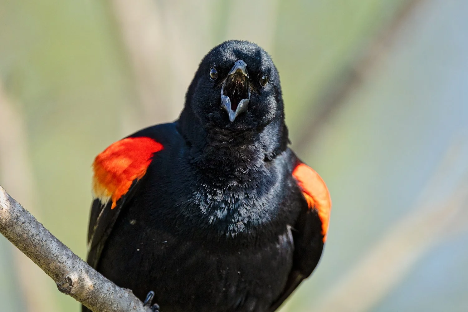 The Red-winged Blackbird