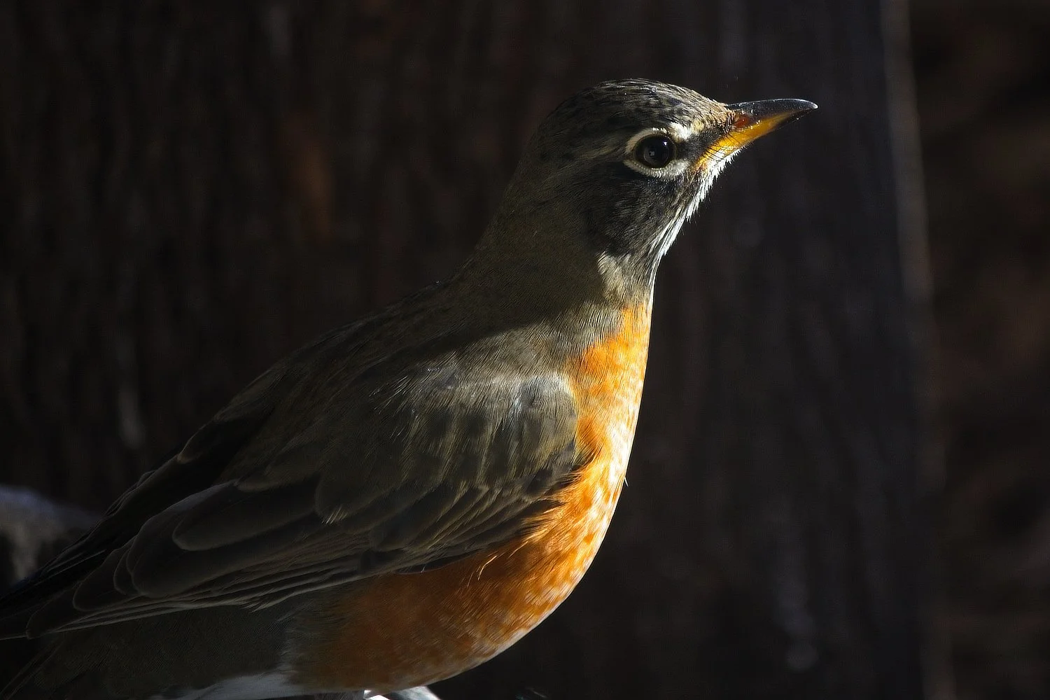 The American Robin