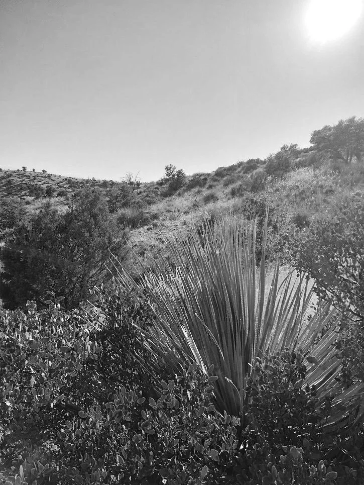 A black and white photo of a hillside with various shrubbery and a large spiky plant in the foreground.