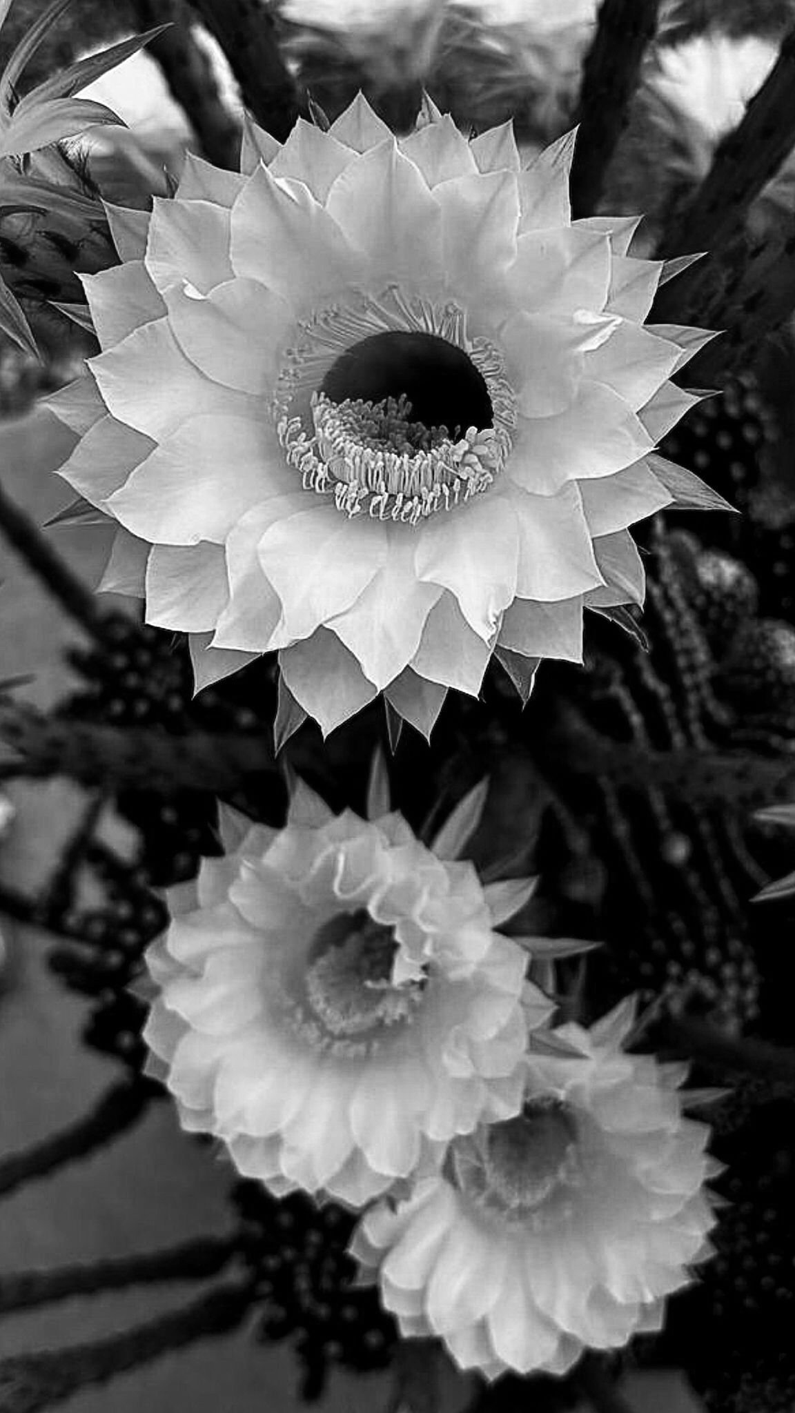 Black and white photograph of cactus flowers in bloom, with large petals surrounding stamens and a dark center.