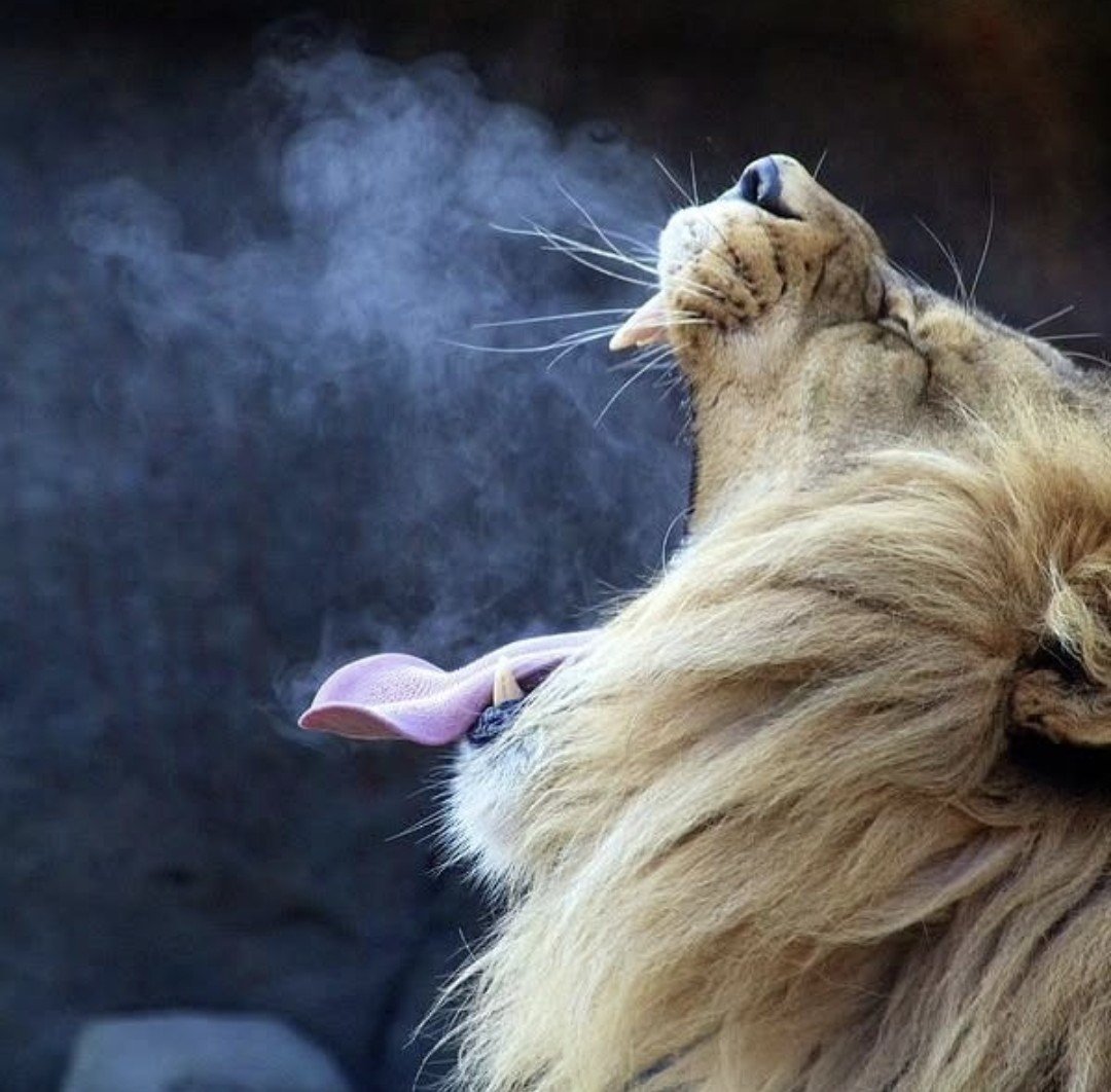 Lion’s Breath