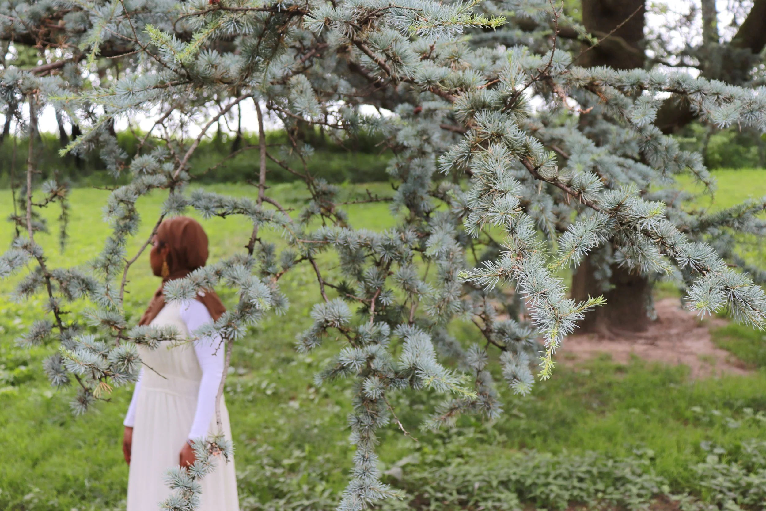 A woman with brown hair, wearing a white dress, standing outdoors near a large pine tree with blue-green needles, in a grassy area.