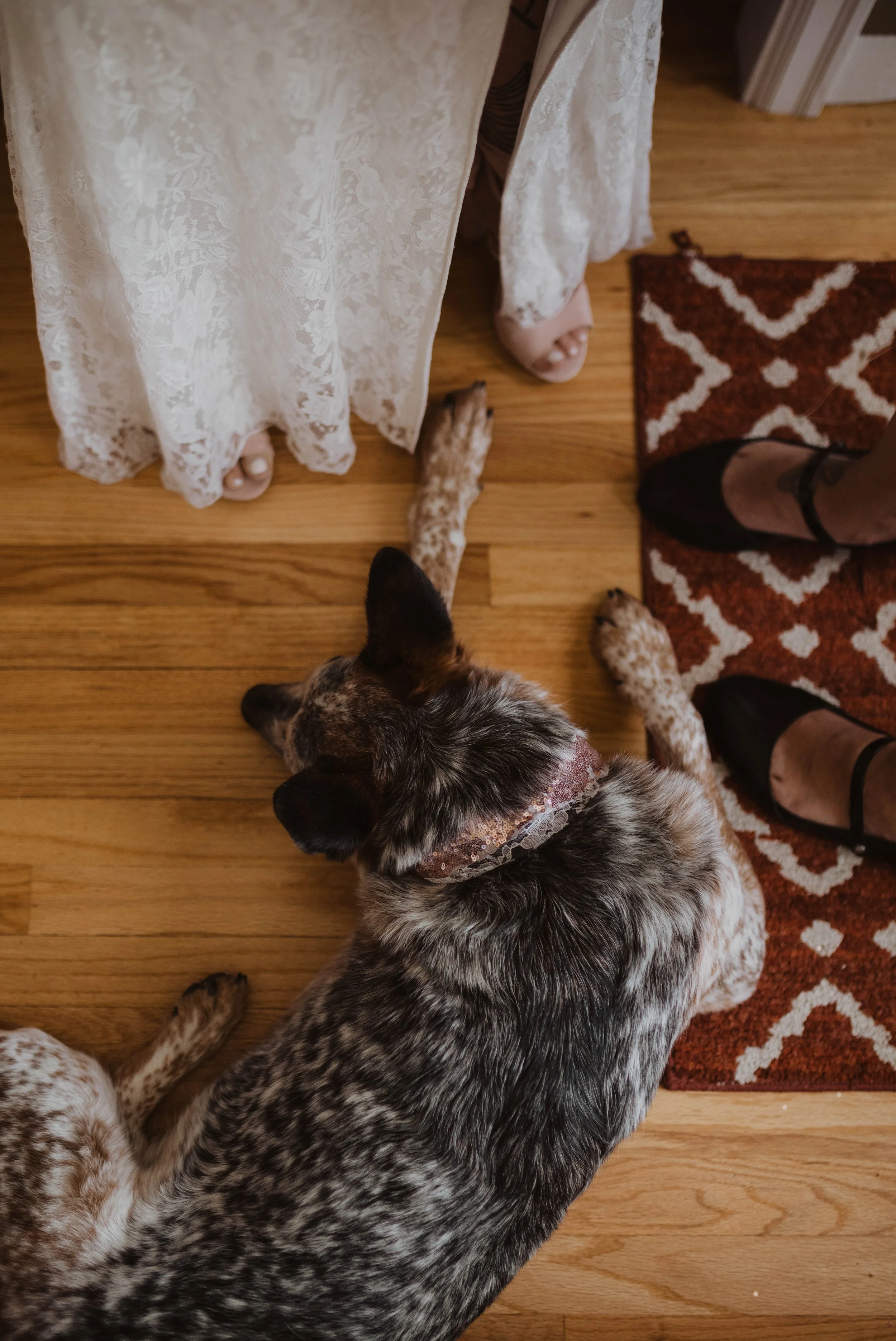 A dog lying on a wooden floor, touching the hem of a person's lace wedding dress. The person is wearing beige heels and standing on a patterned rug. Part of another dog is visible at the bottom left of the image. Seattle, WA wedding photography.
