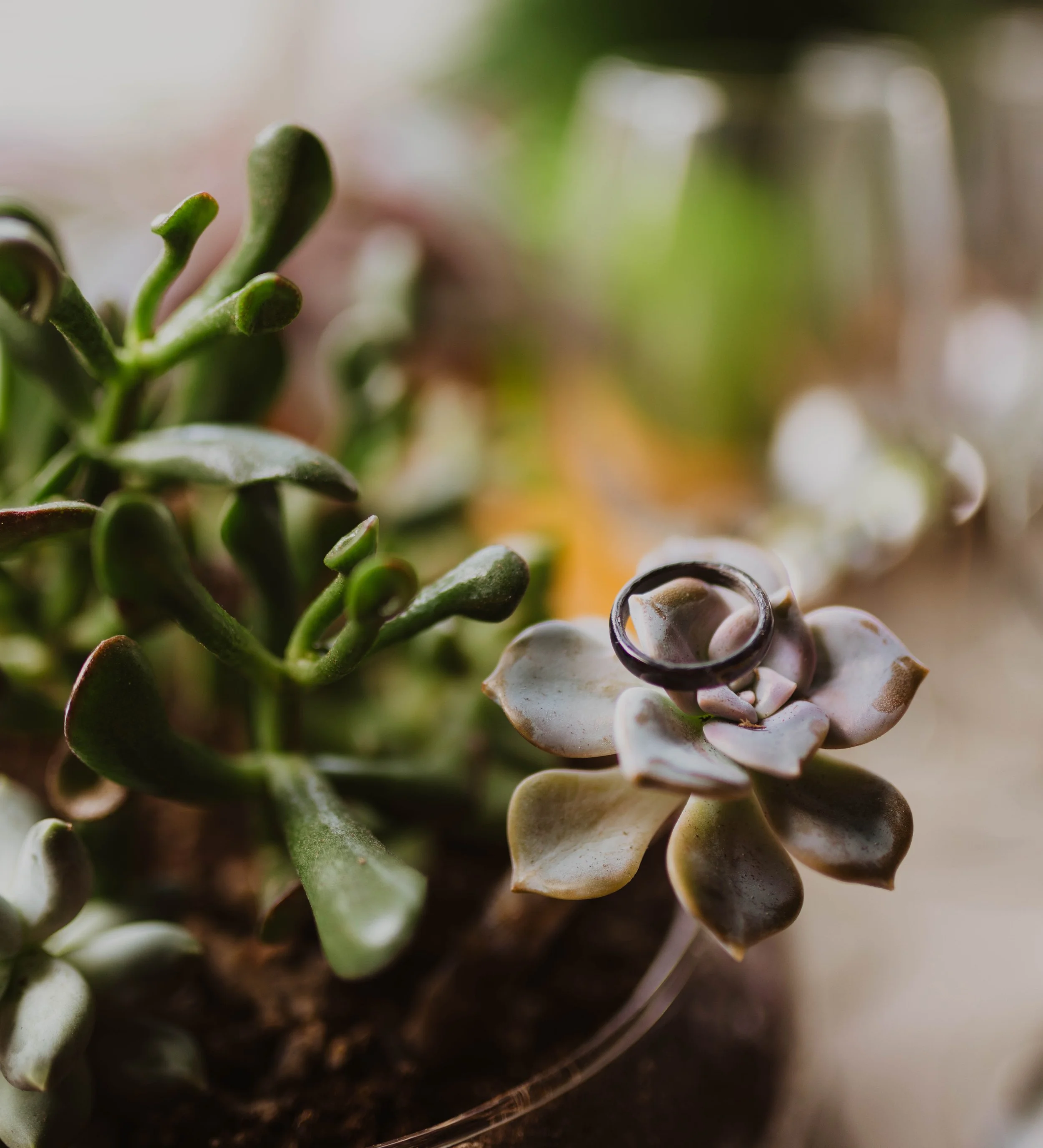 Close-up of succulent plants, one with a black ring on its leaves, in a glass container. Pioneer Square, Seattle, WA wedding photography.