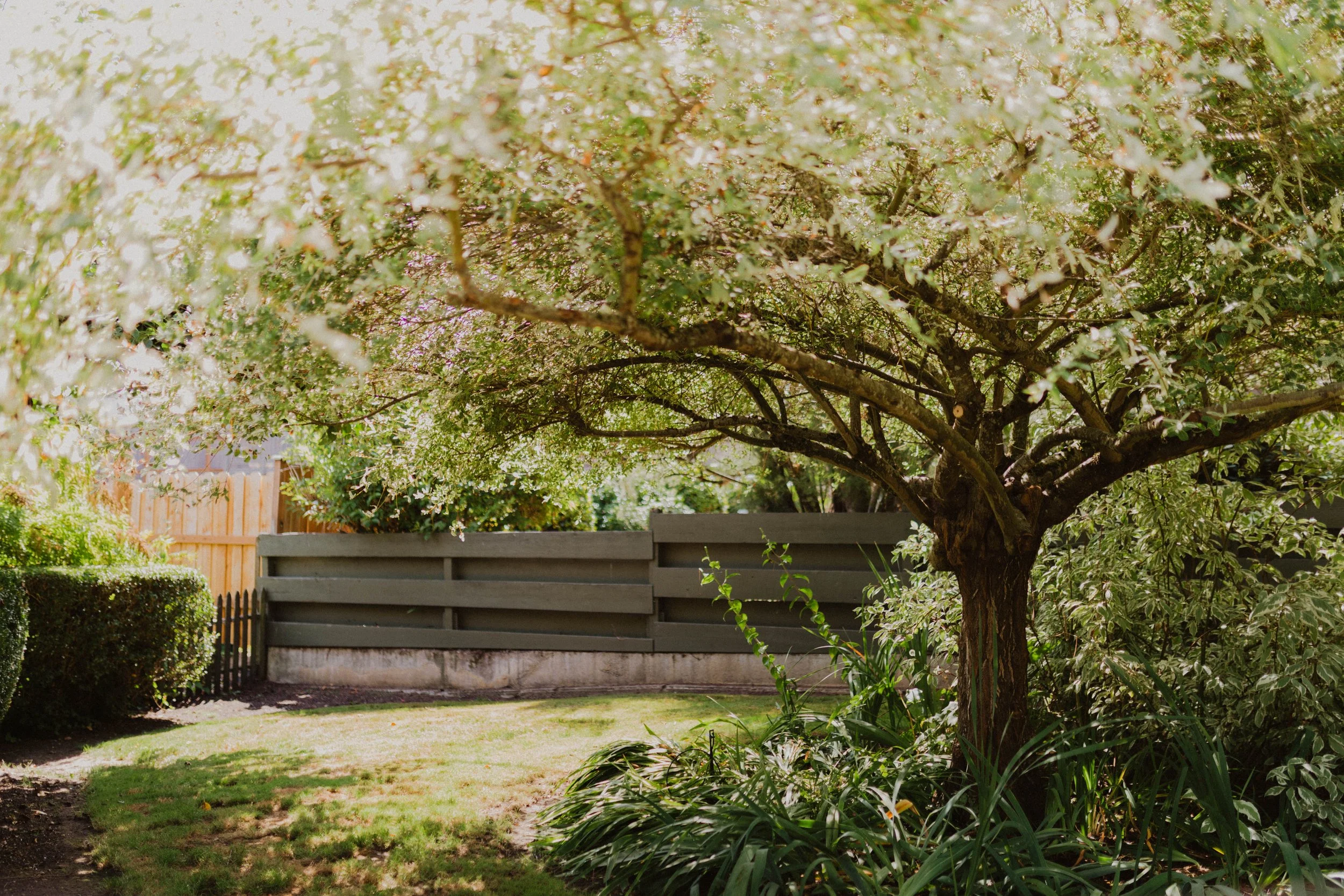 A backyard garden with a large flowering tree, green grass, bushes, and a wooden fence. Seattle, WA wedding photography.