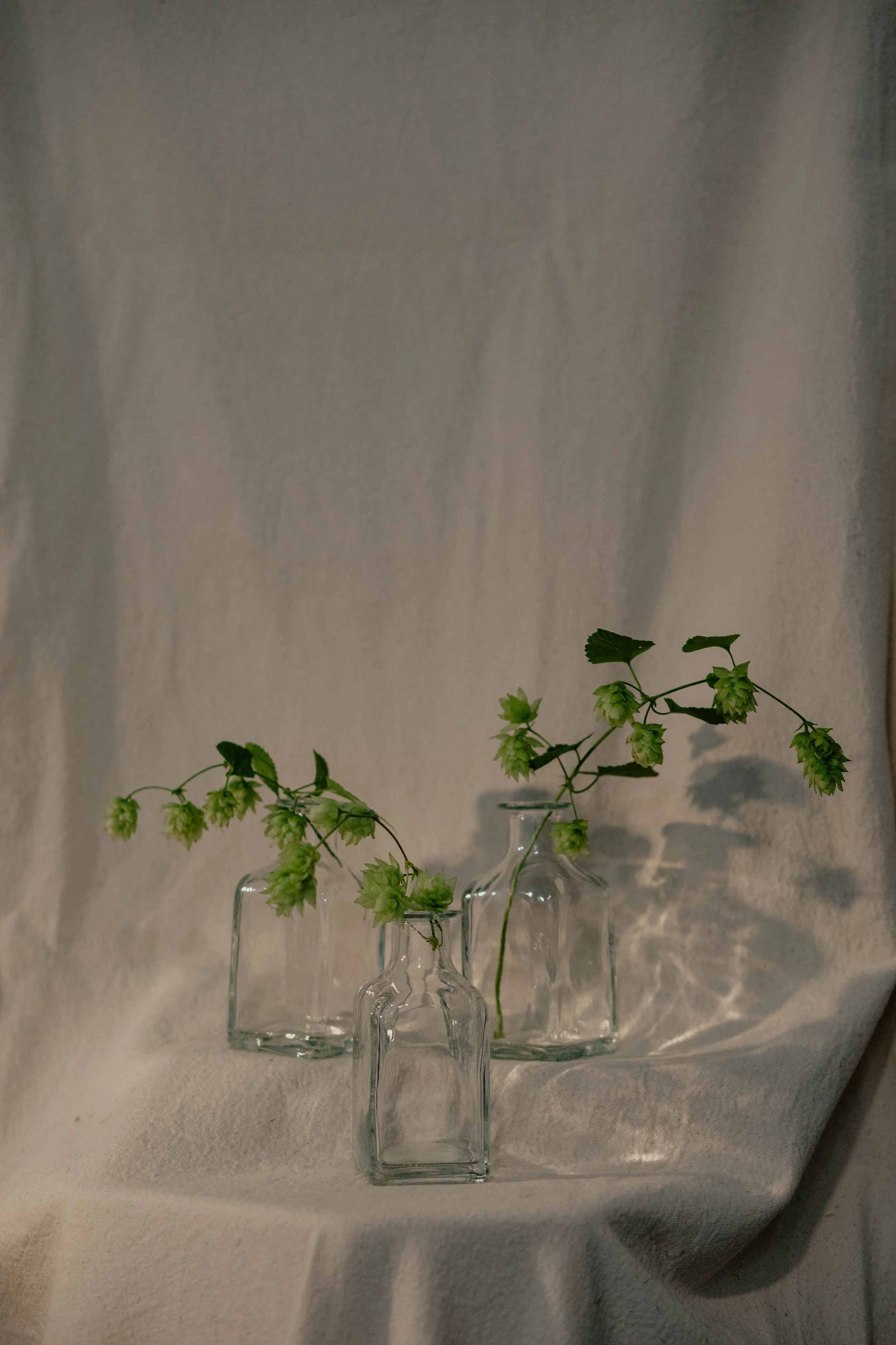 Three glass vases containing sprigs of green hops on a light-colored fabric backdrop.  Seattle product photography