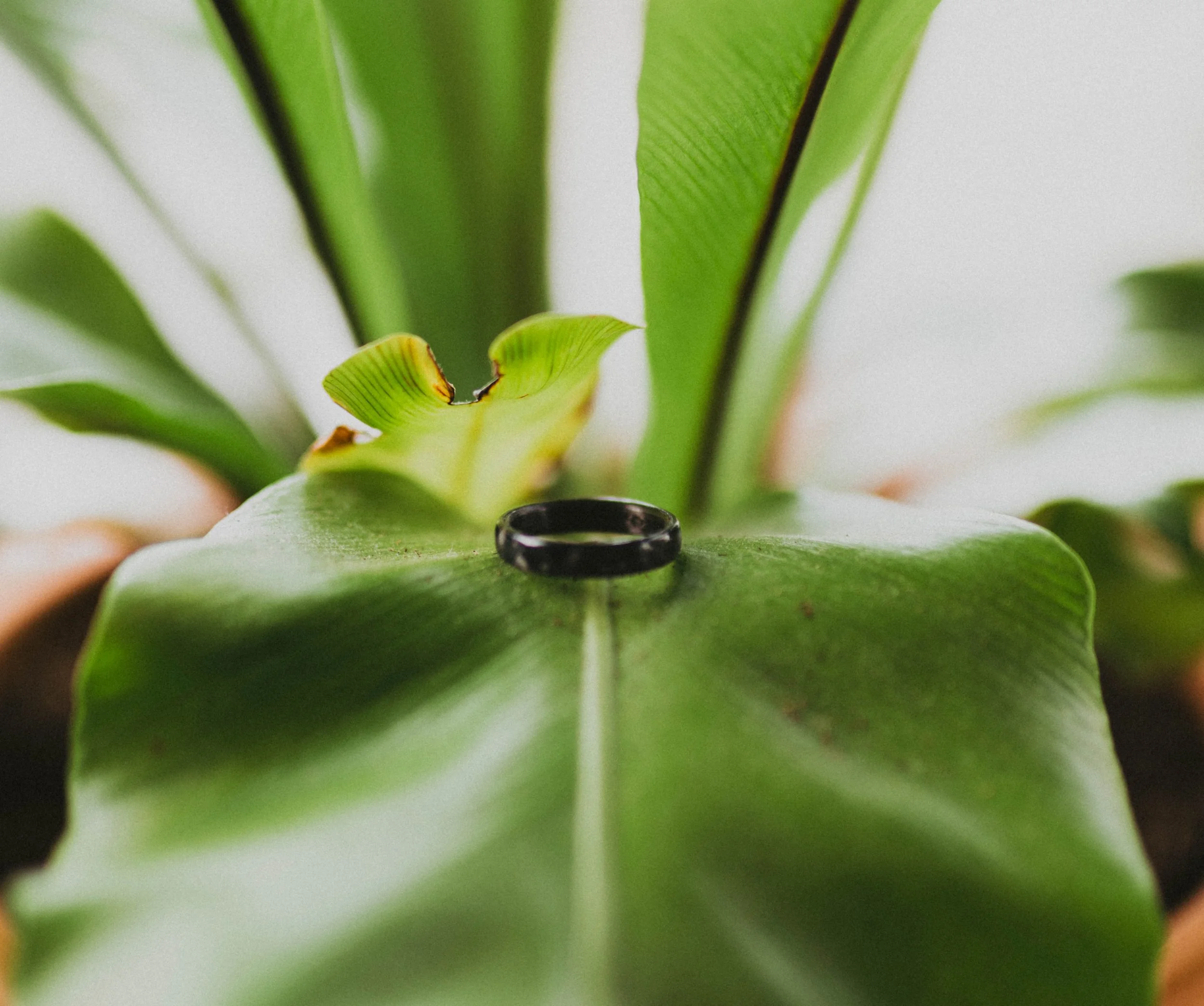 Close-up of a green plant with a black ring or band placed on one of its broad leaves. Pioneer Square, Seattle, WA wedding photography.