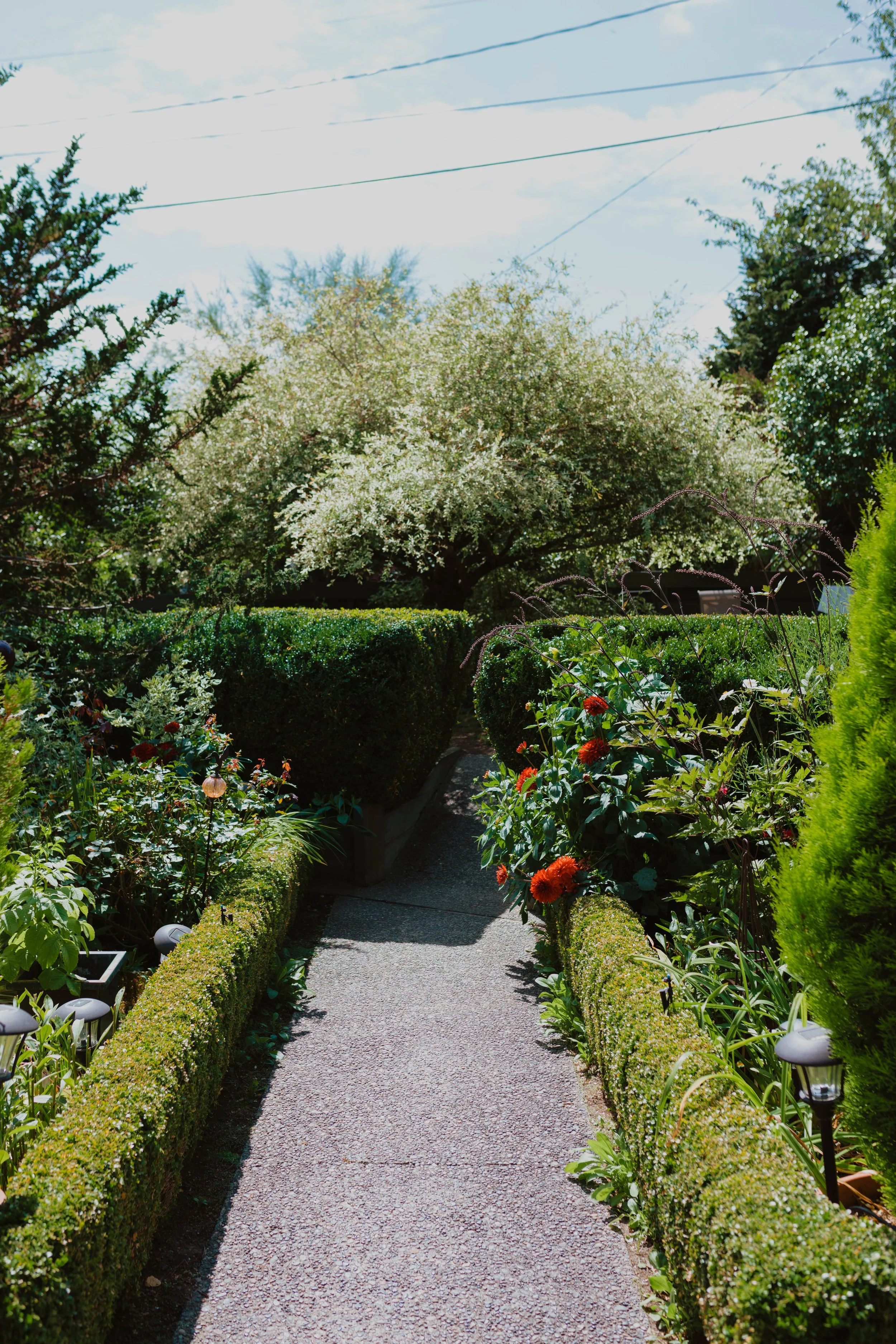 A garden pathway with green hedges, flowering plants, and trees under a partly cloudy sky. Seattle, WA wedding photography.