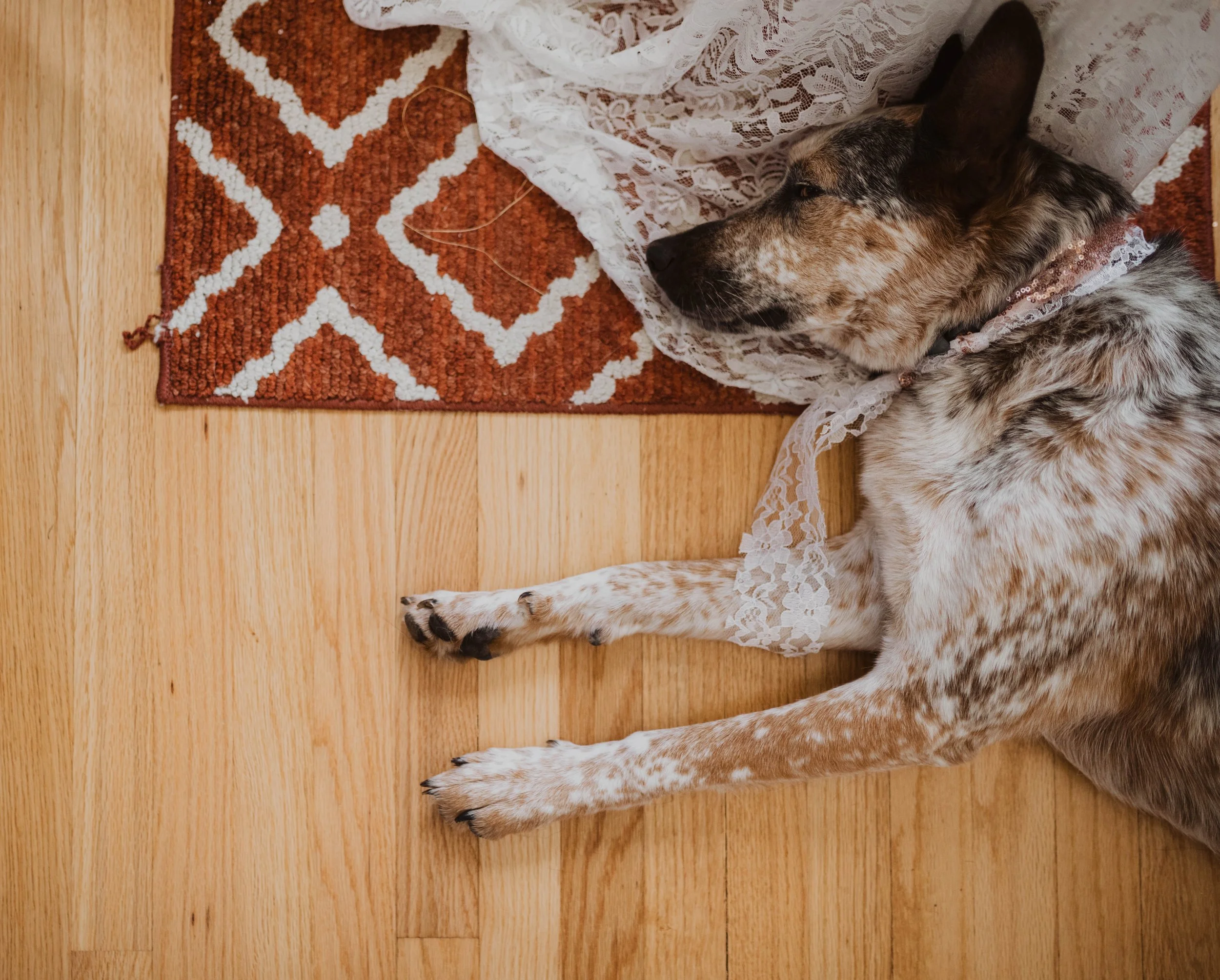 A dog lying on a wooden floor, partially on a decorative red and white rug, wearing a lace collar and a lace bow. Seattle, WA wedding photography.