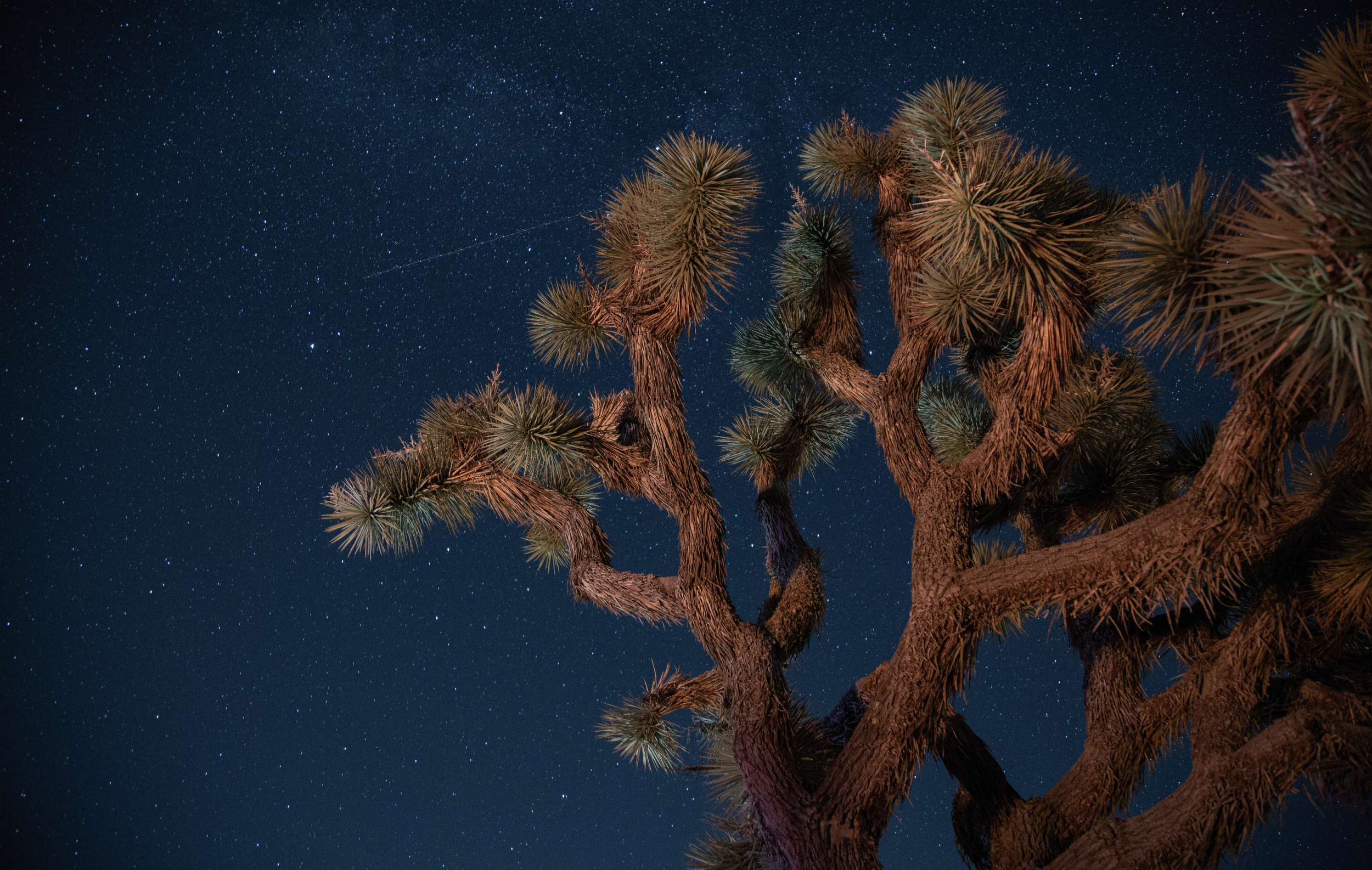 Joshua Tree National Park, California 
