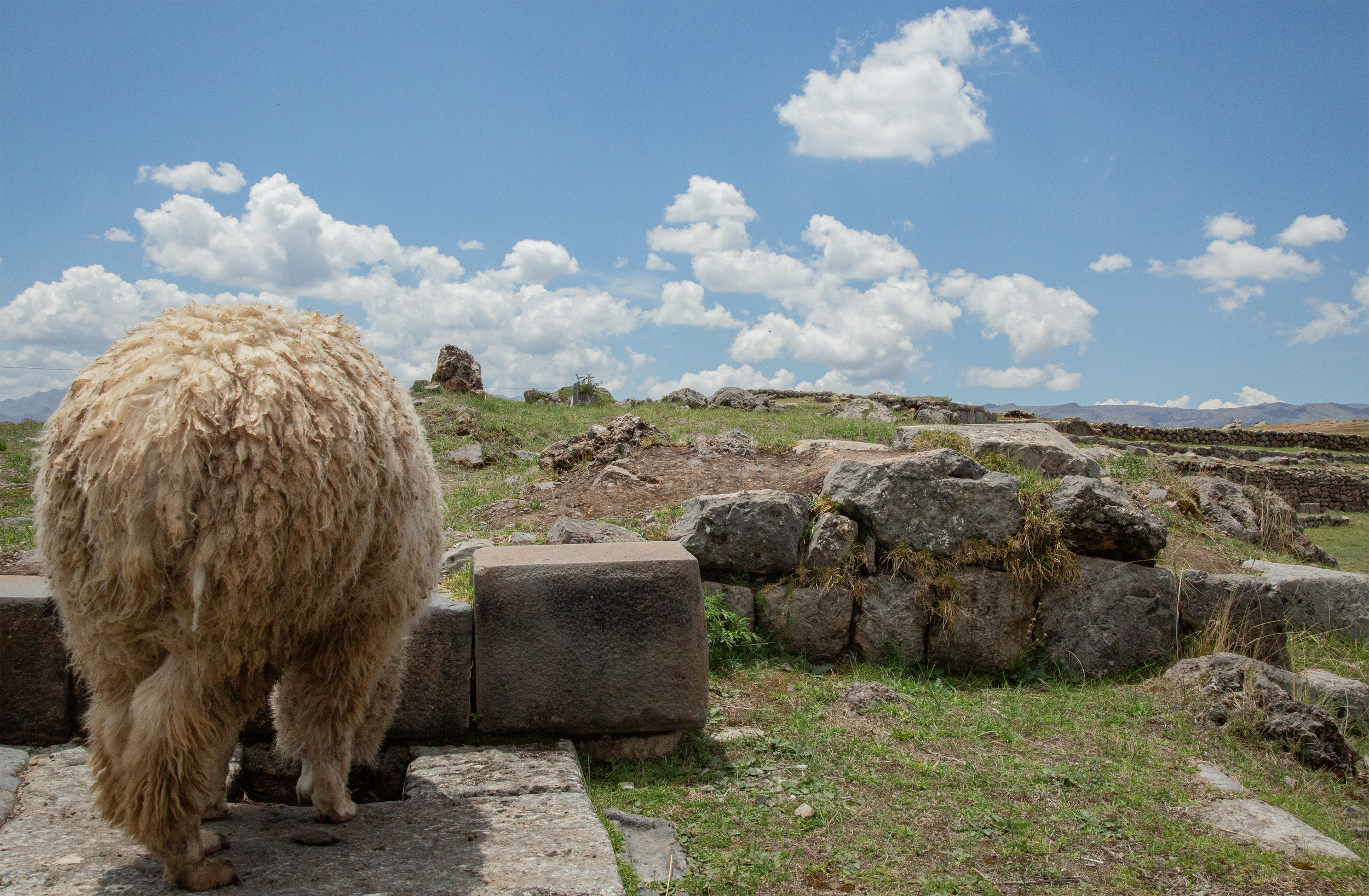 Llama Butt at Sacsayhuamán
