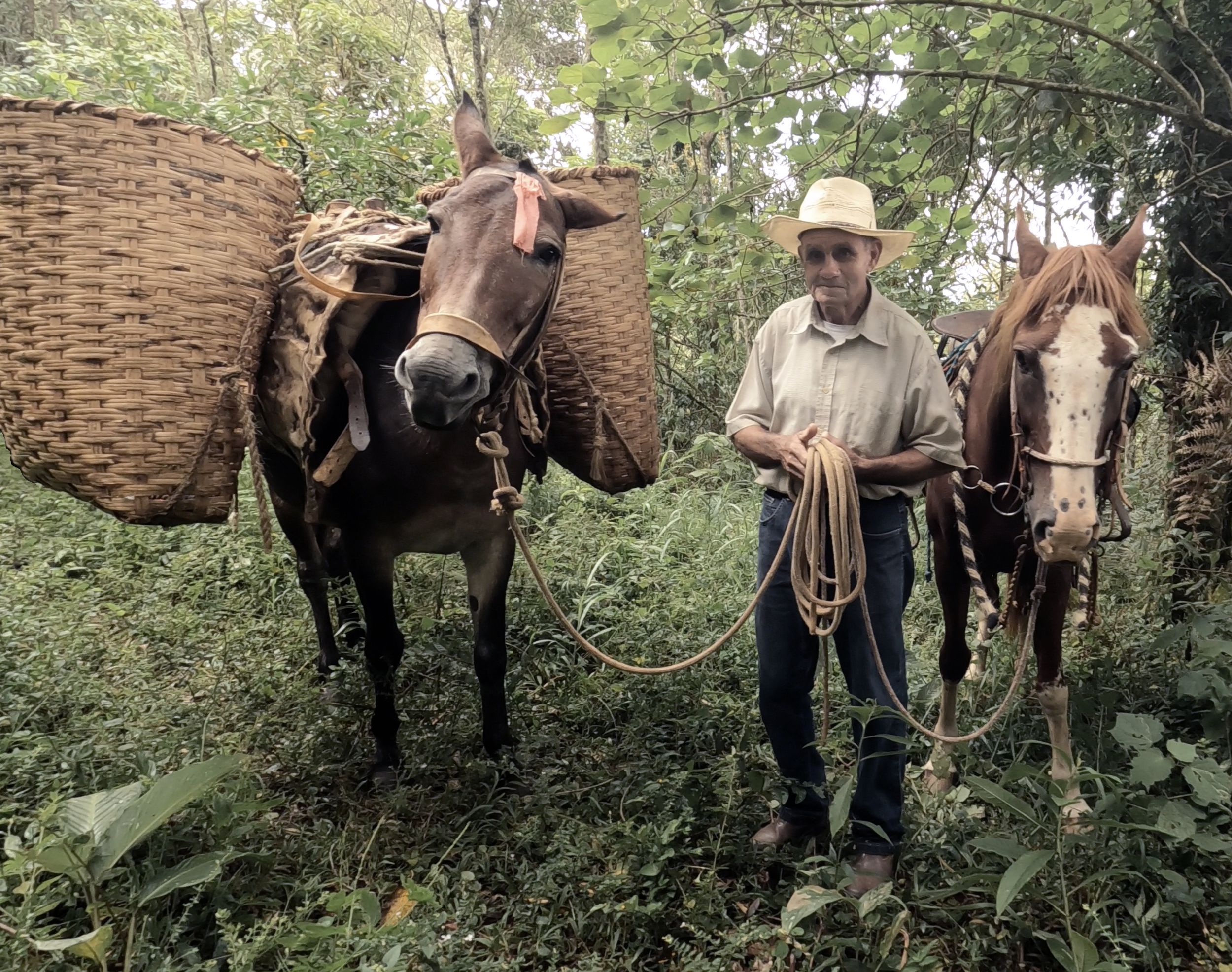Mountain Mule Train 