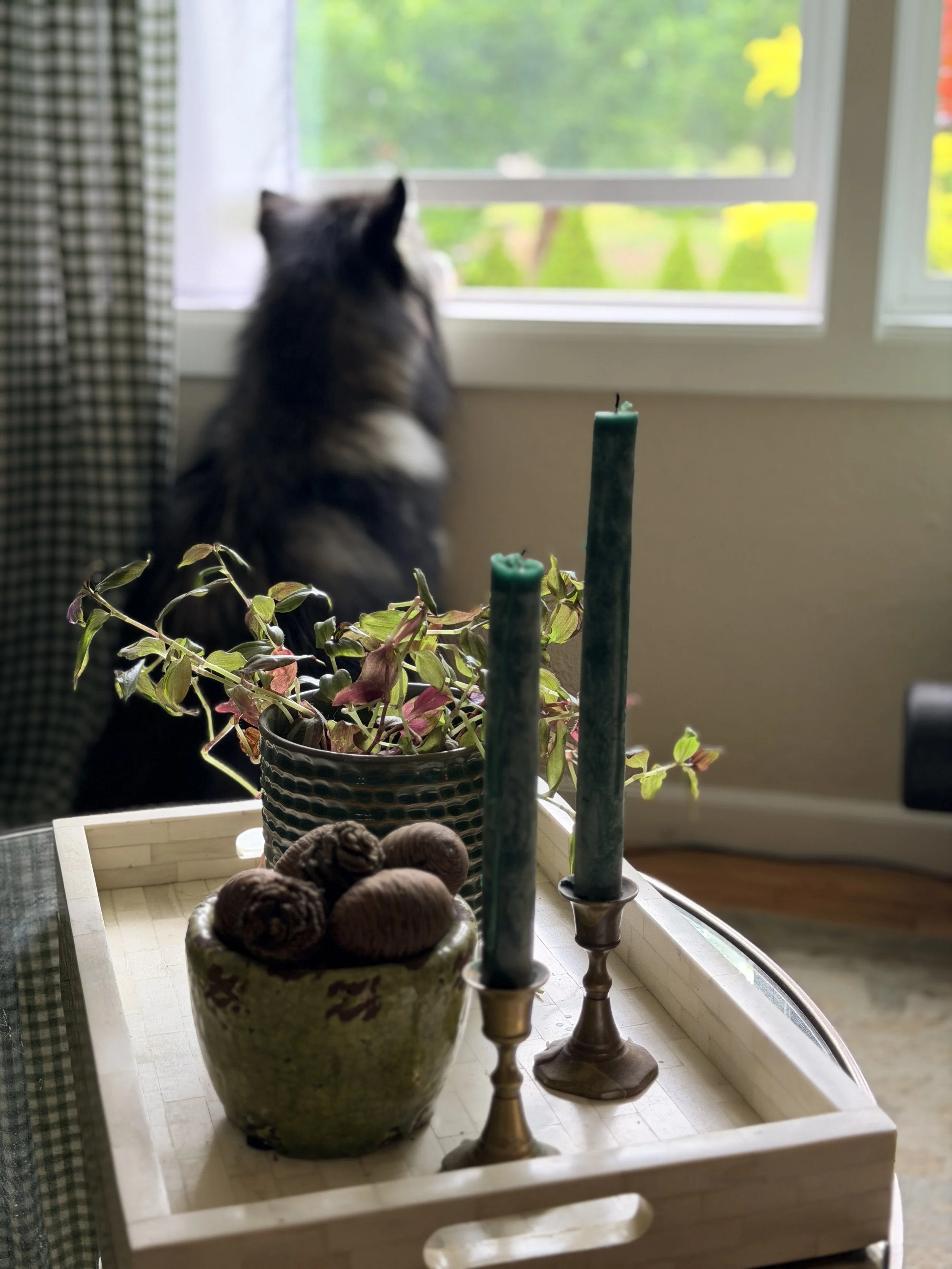 A dog watching out the window in the background and a coffe table with candles in the foreground.