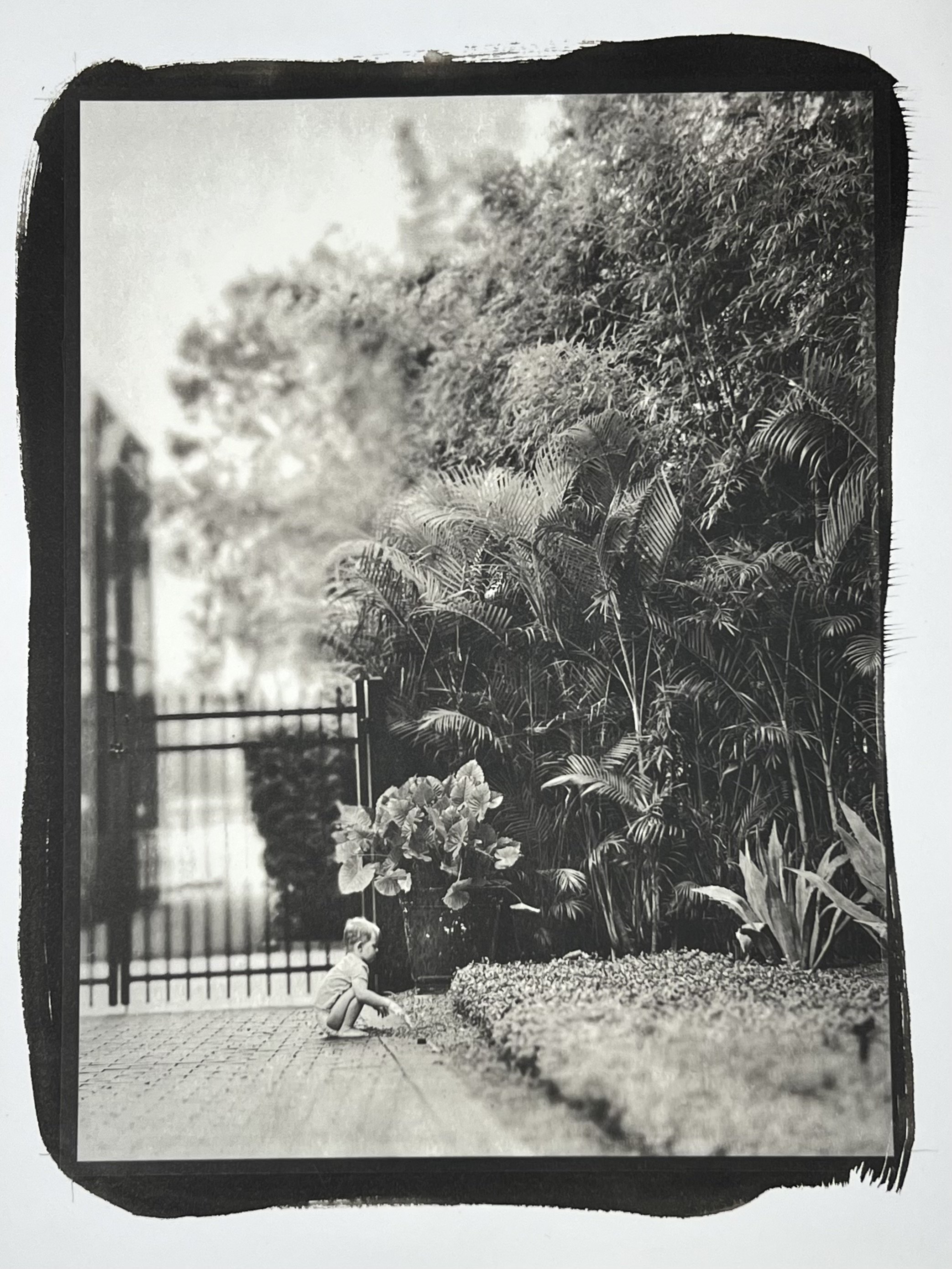 "Bamboo", platinum + palladium on Hahnemuhle Platinum Rag paper, 9" x 12"