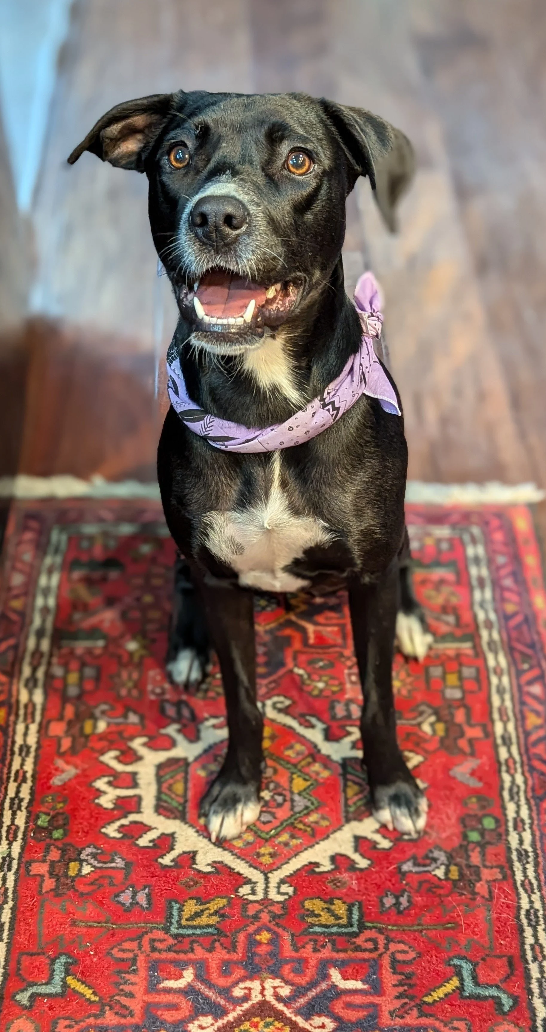A cute black and white dog sits on a red patterned rug, wearing a purple bandana, with an open mouth and alert eyes.