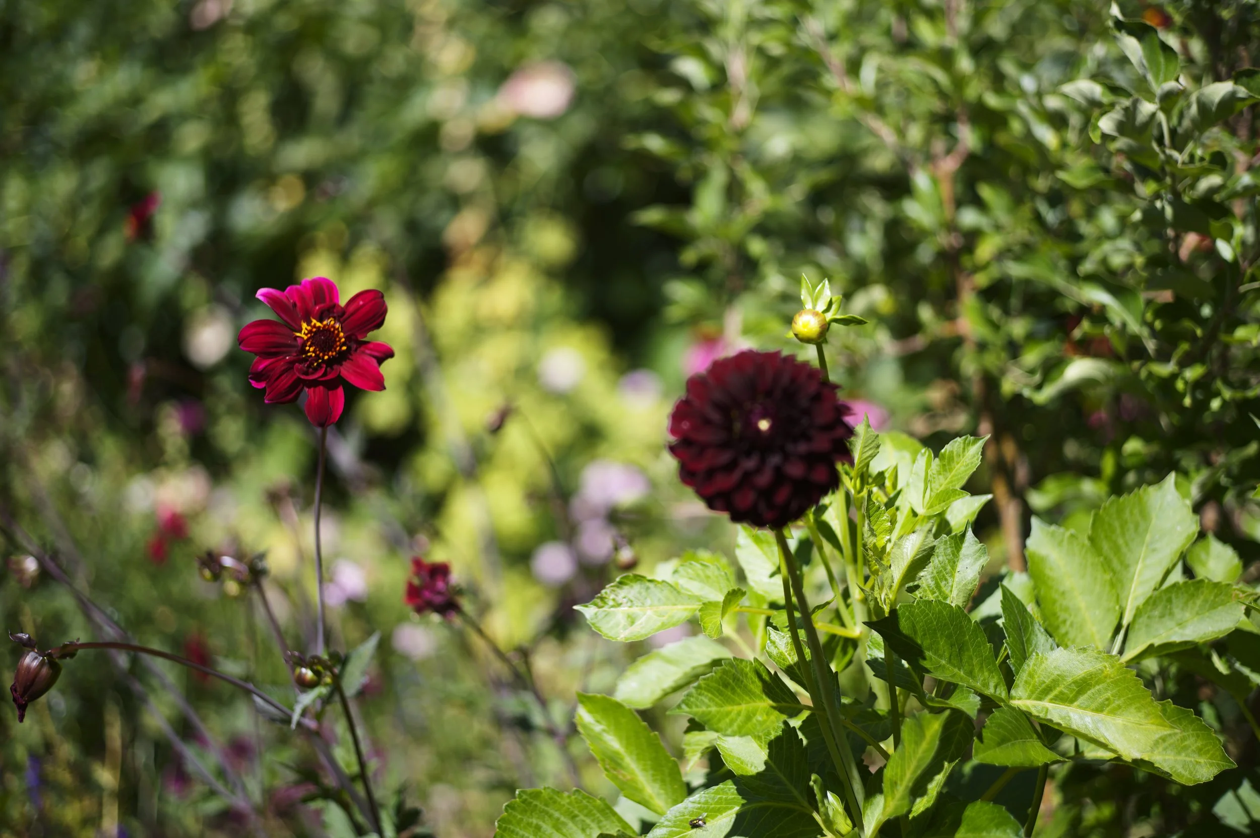 L1001397.JPG