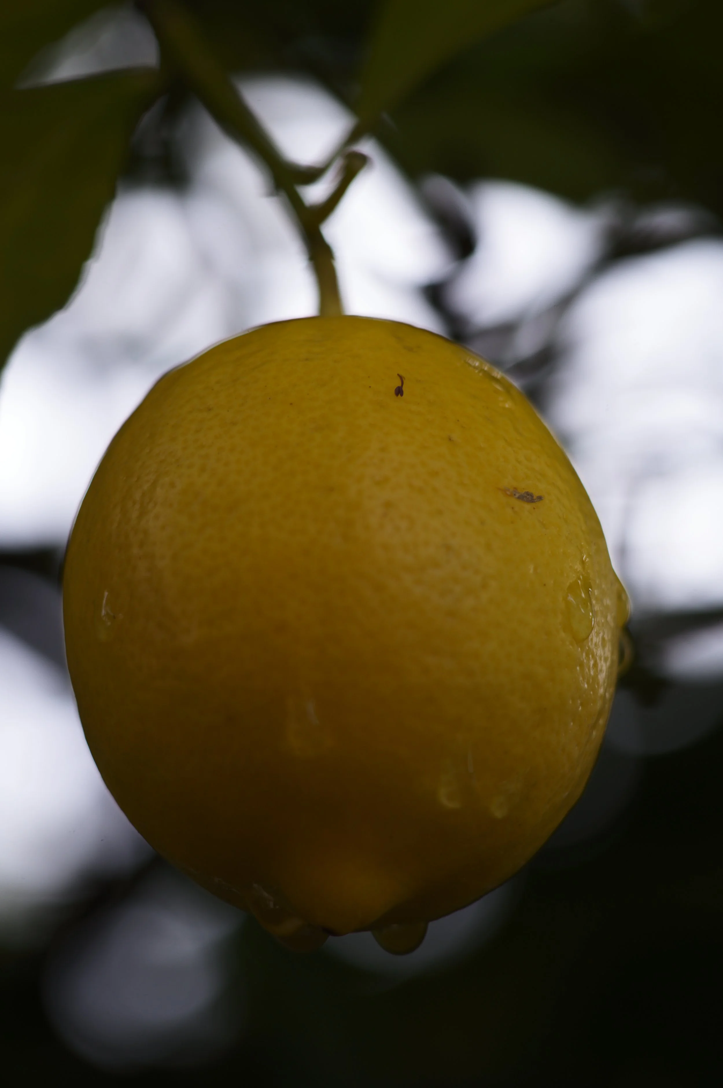 L1001233.JPG