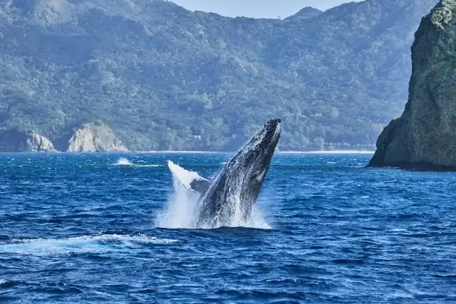 Whale Watching in Okinawa: Best Time, Best Place, and Tips for First-Time Visitors 