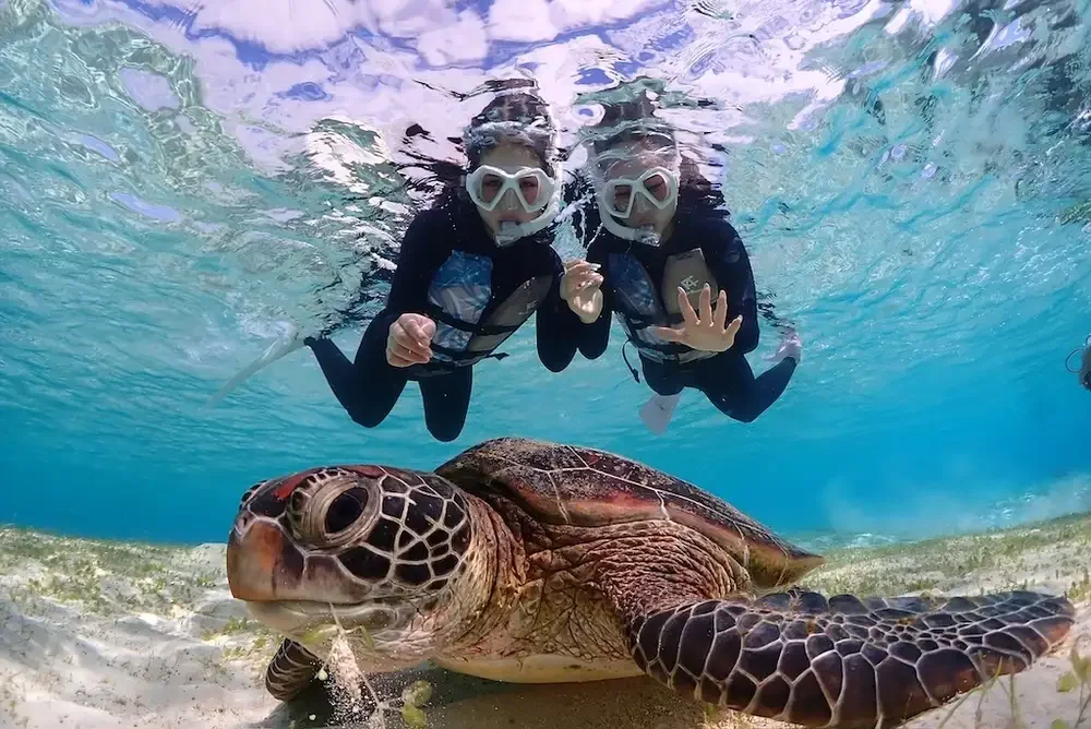 Snorkelers with sea turtle on Miyako Island Okinawa