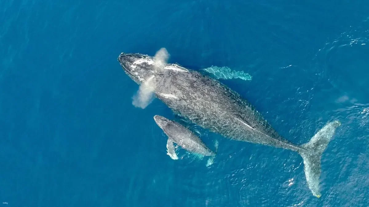 Mother and calf whale swimming together in Okinawa