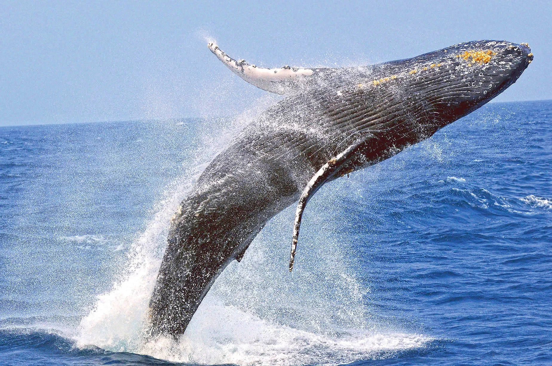 Whale Breaching in Okinawa Zamami