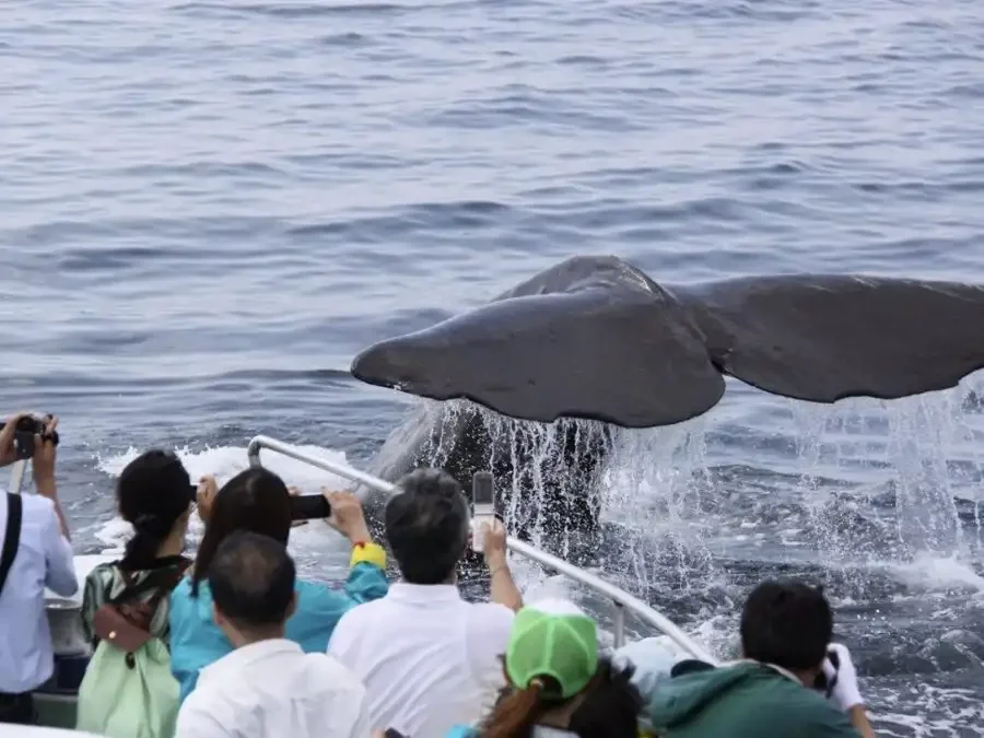 People whale watching in Okinawa