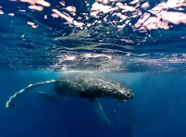 Hump Back Whale in Okinawa