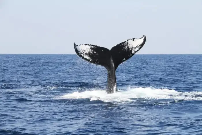 A whale diving down in Okinawa