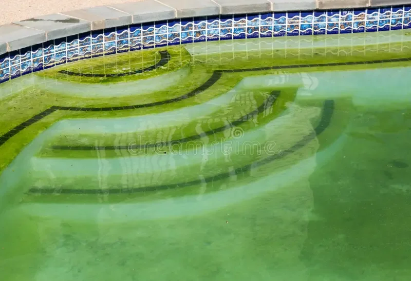 A swimming pool with green water, showing curved steps leading into the pool and a blue mosaic tile border along the edge.