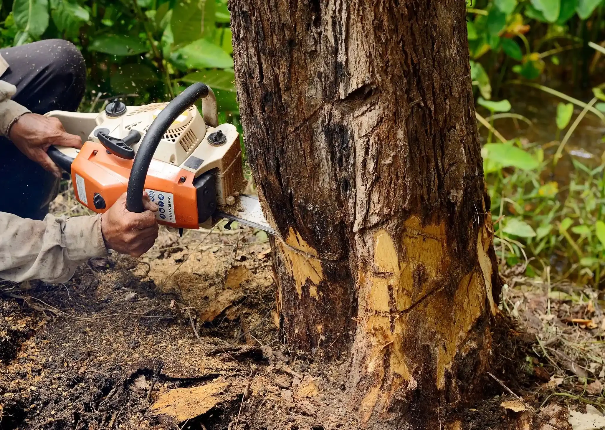 Person using a chainsaw to cut a tree trunk in a forested area.