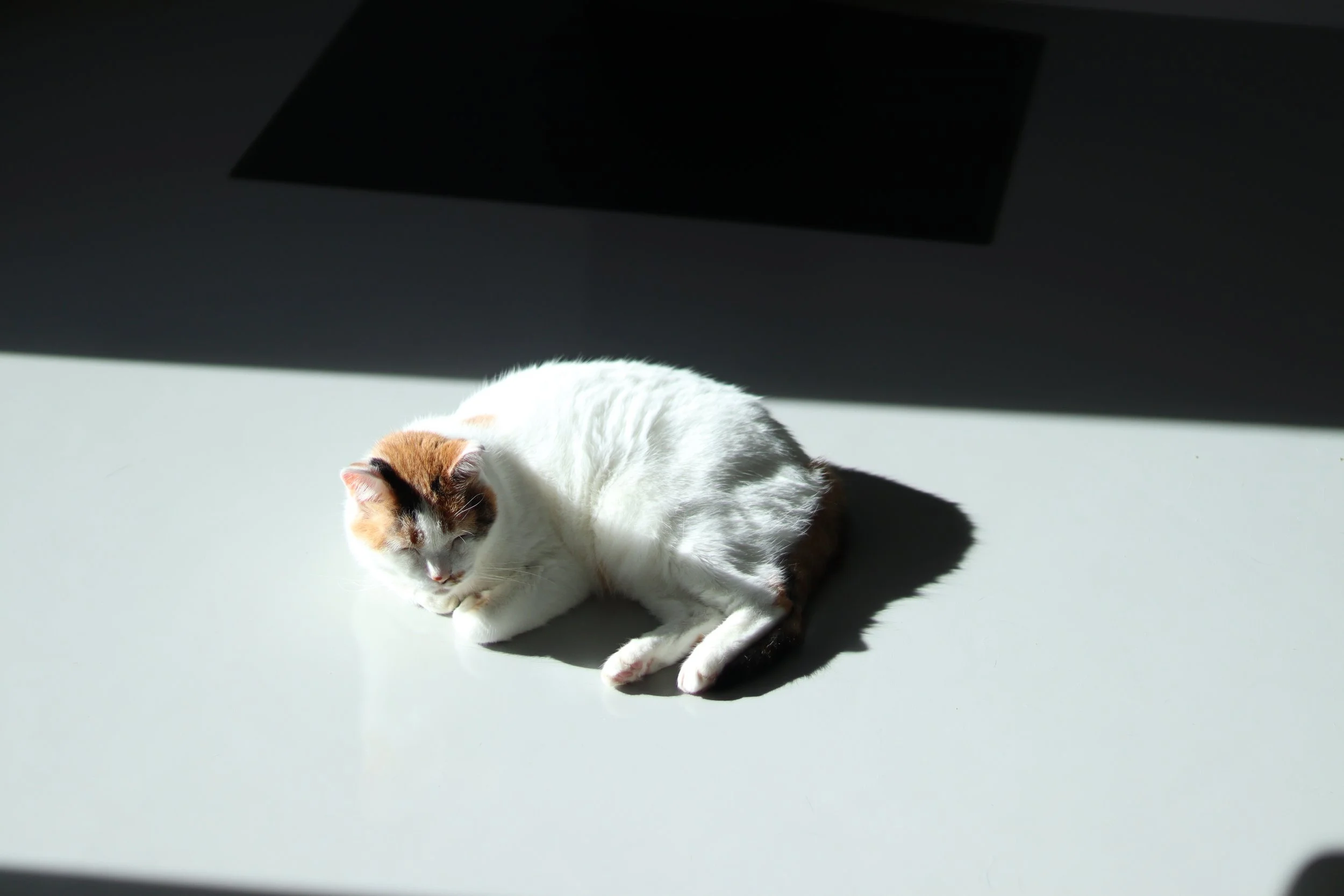 白い床に広がる陽だまりの中で、体を丸めてくつろぐ三毛猫。