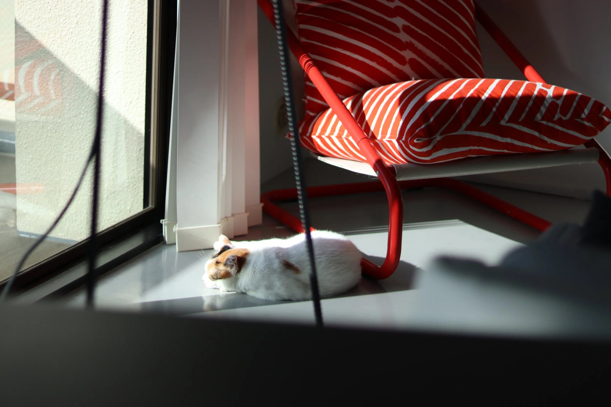 アーティストのスタジオで赤い椅子のそばで眠る猫