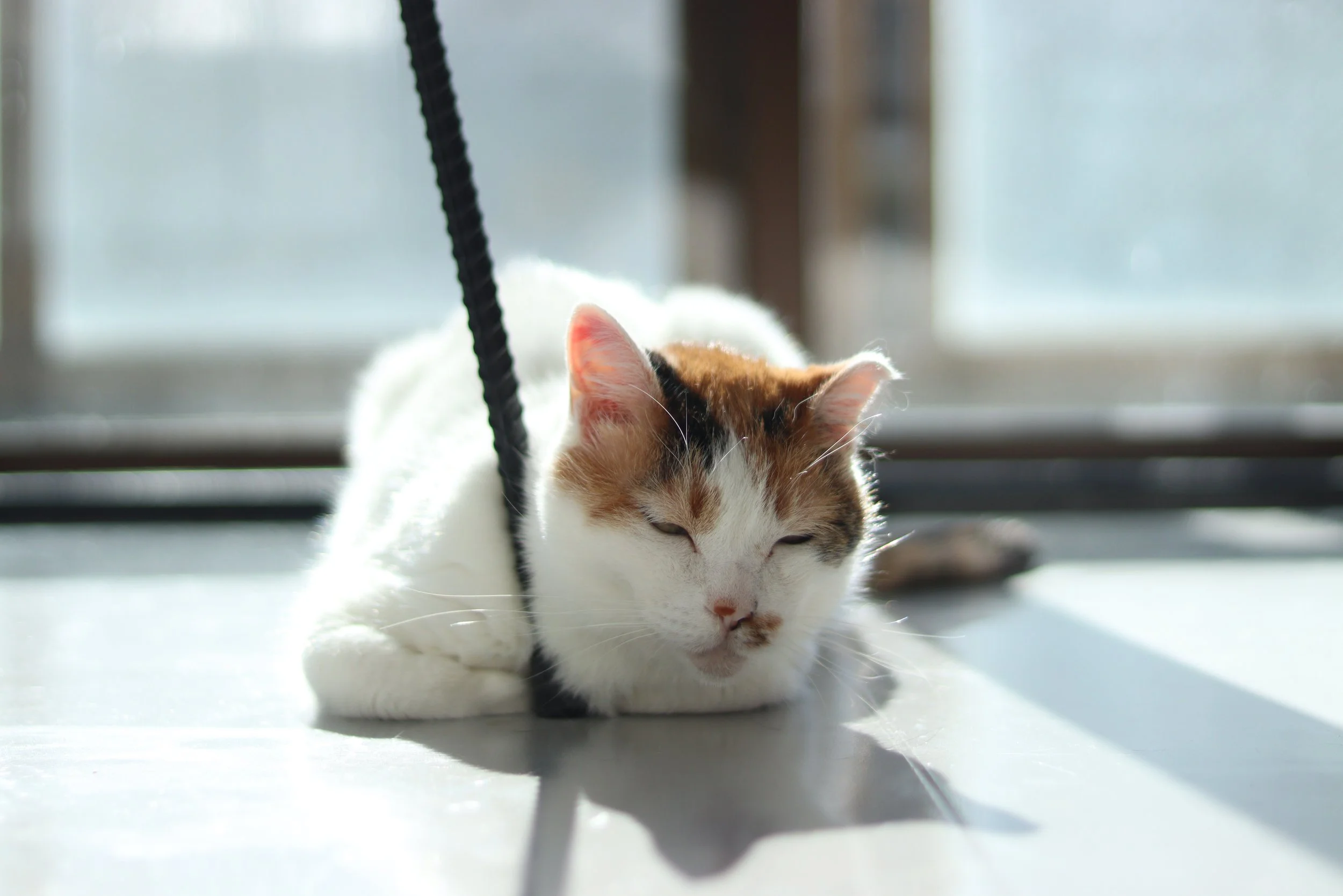 窓から差し込む日差しの中、白い床に伏せて目を細める三毛猫のポートレート。