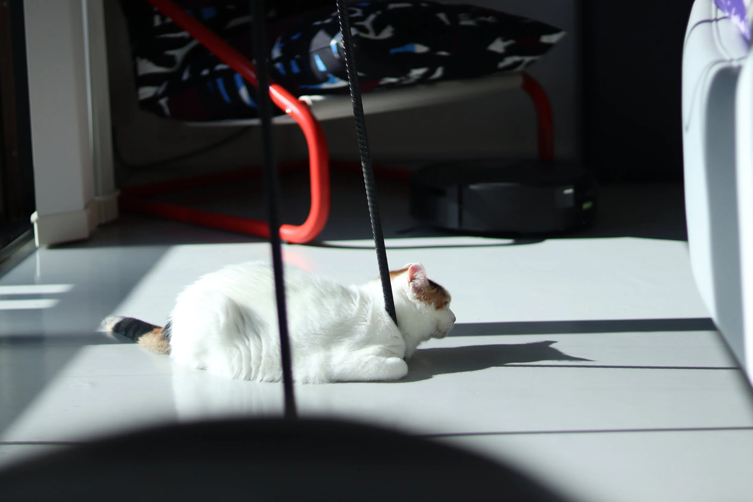室内の白い床で、光と影に包まれながら横向きにくつろぐ三毛猫。