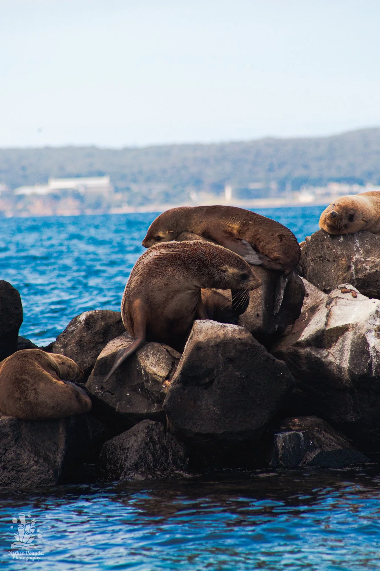  Seals and Gannets -4.jpg
