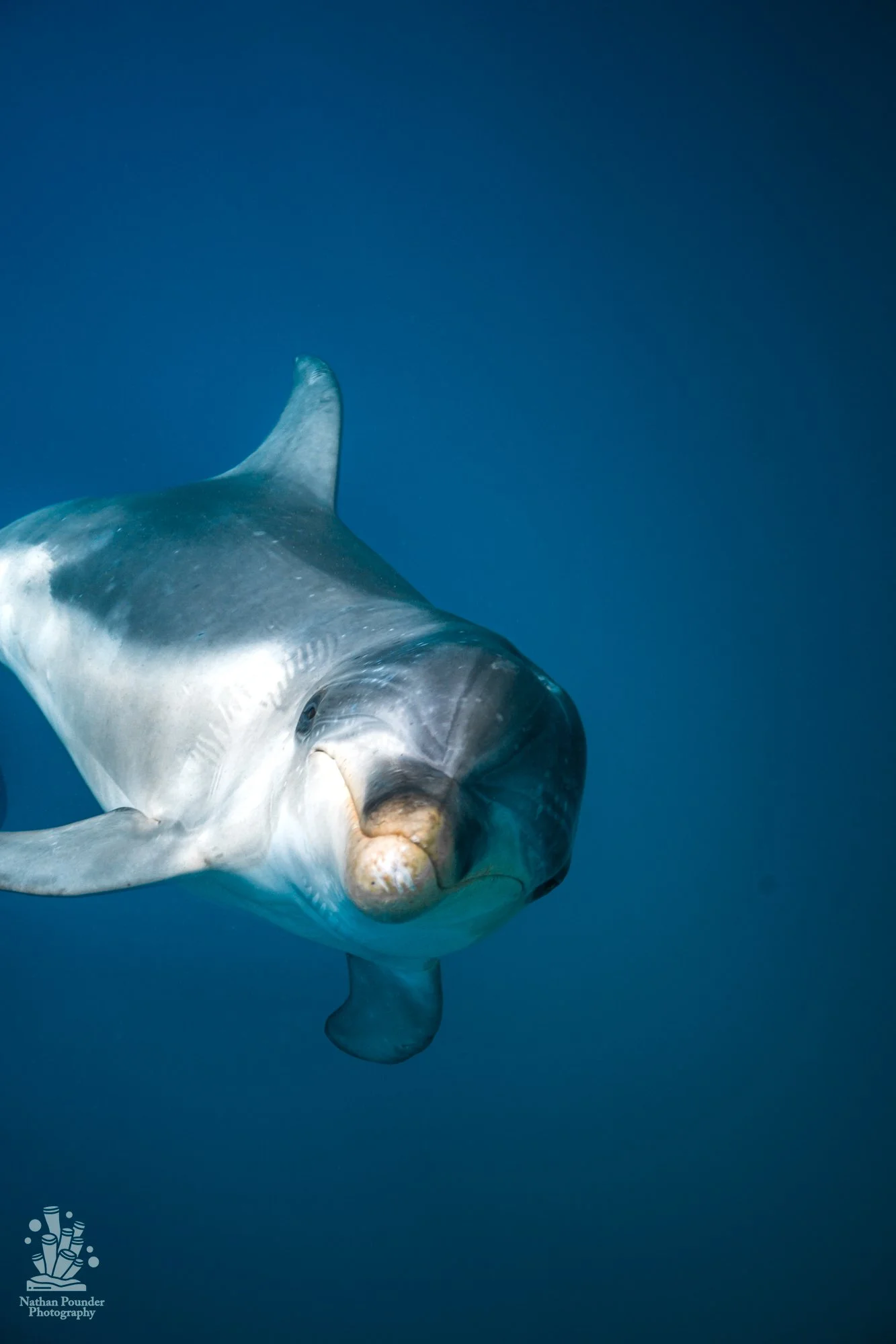 Dolphins 2-2-26-3.jpg