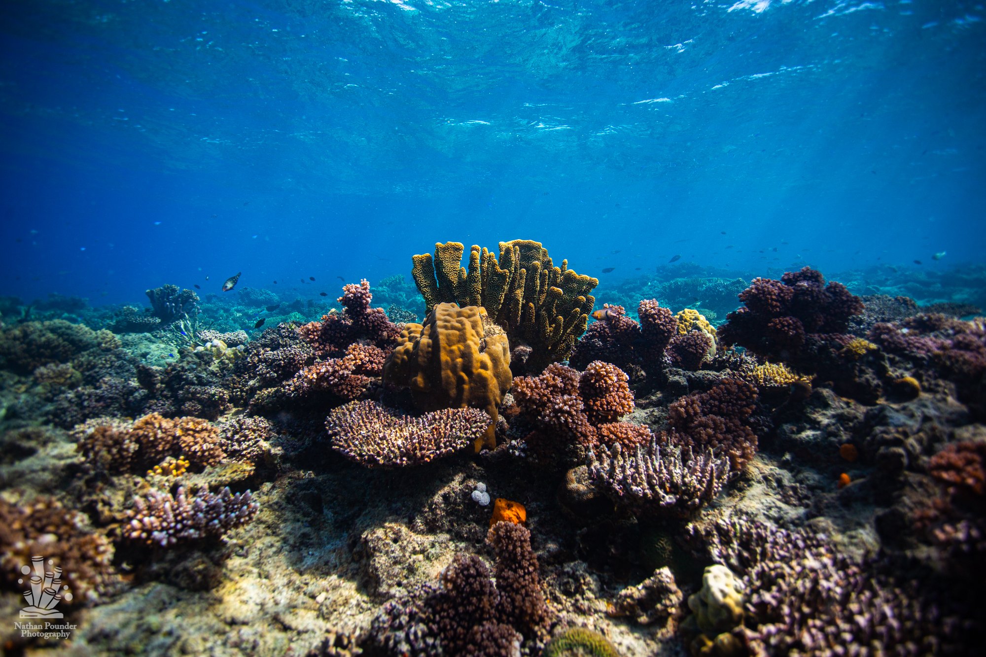 FIJI-100.jpg