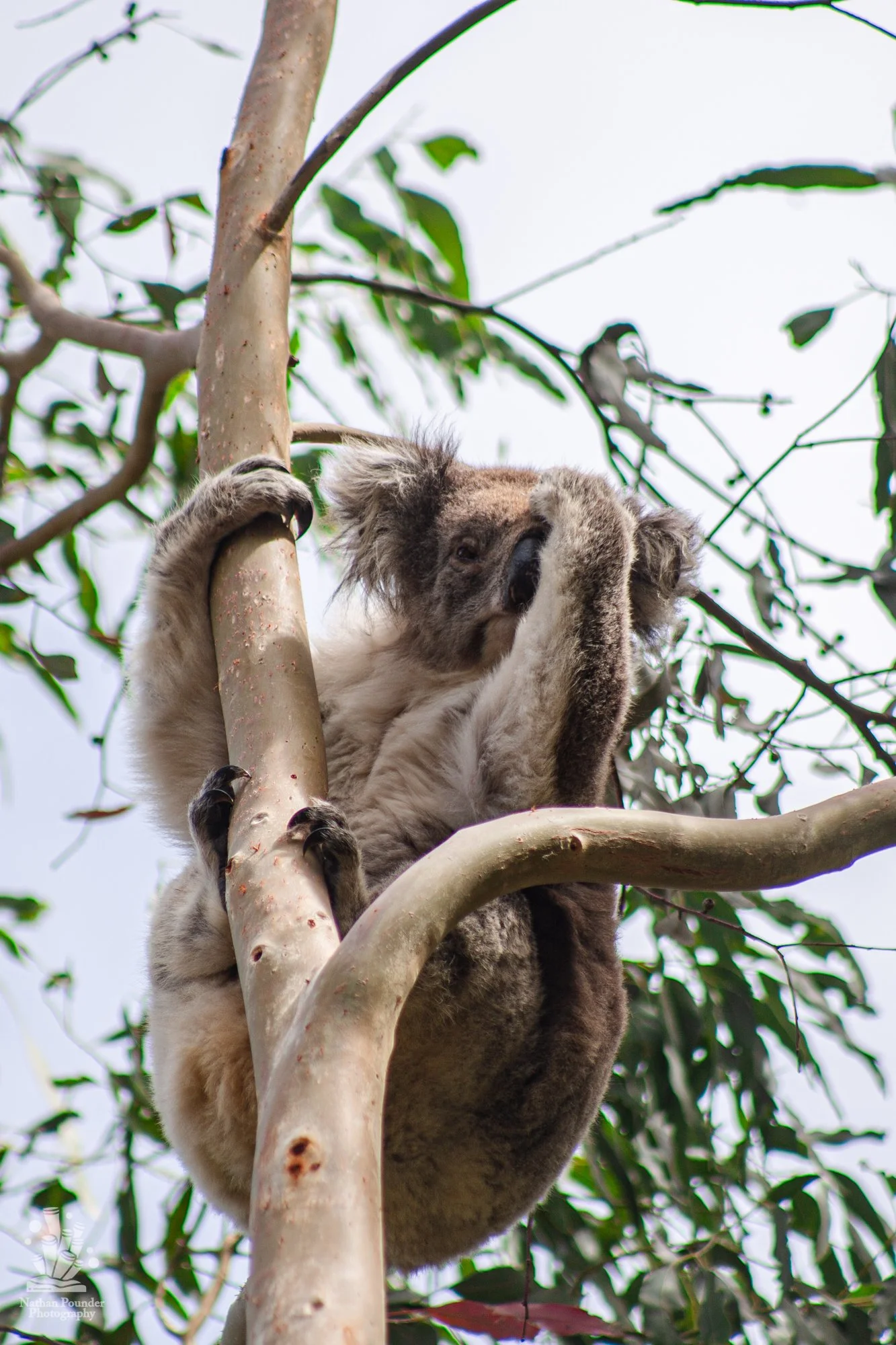Cape Otway - LC - #1 koalas-10.jpg