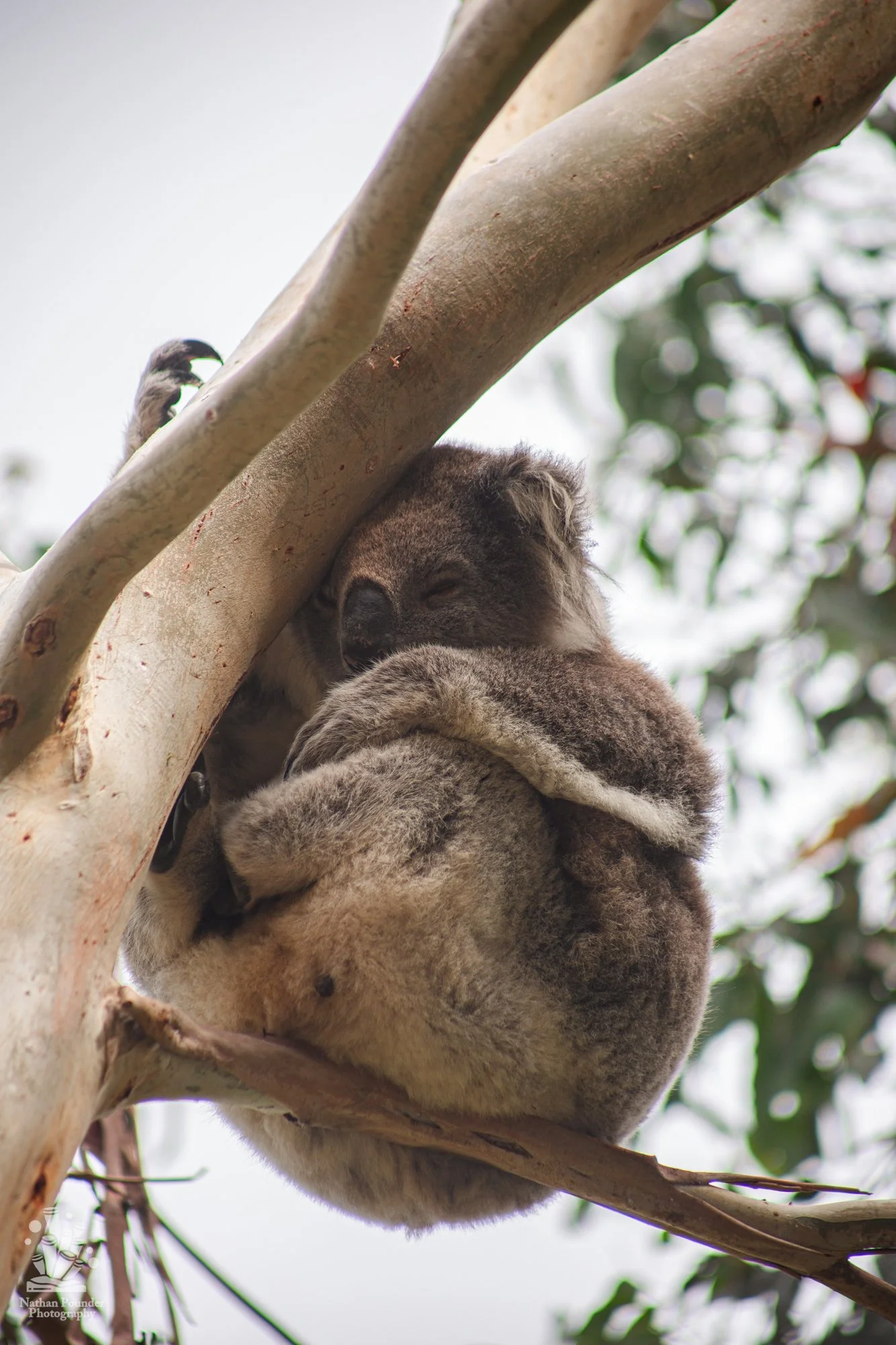 Cape Otway - LC - #1 koalas-23.jpg