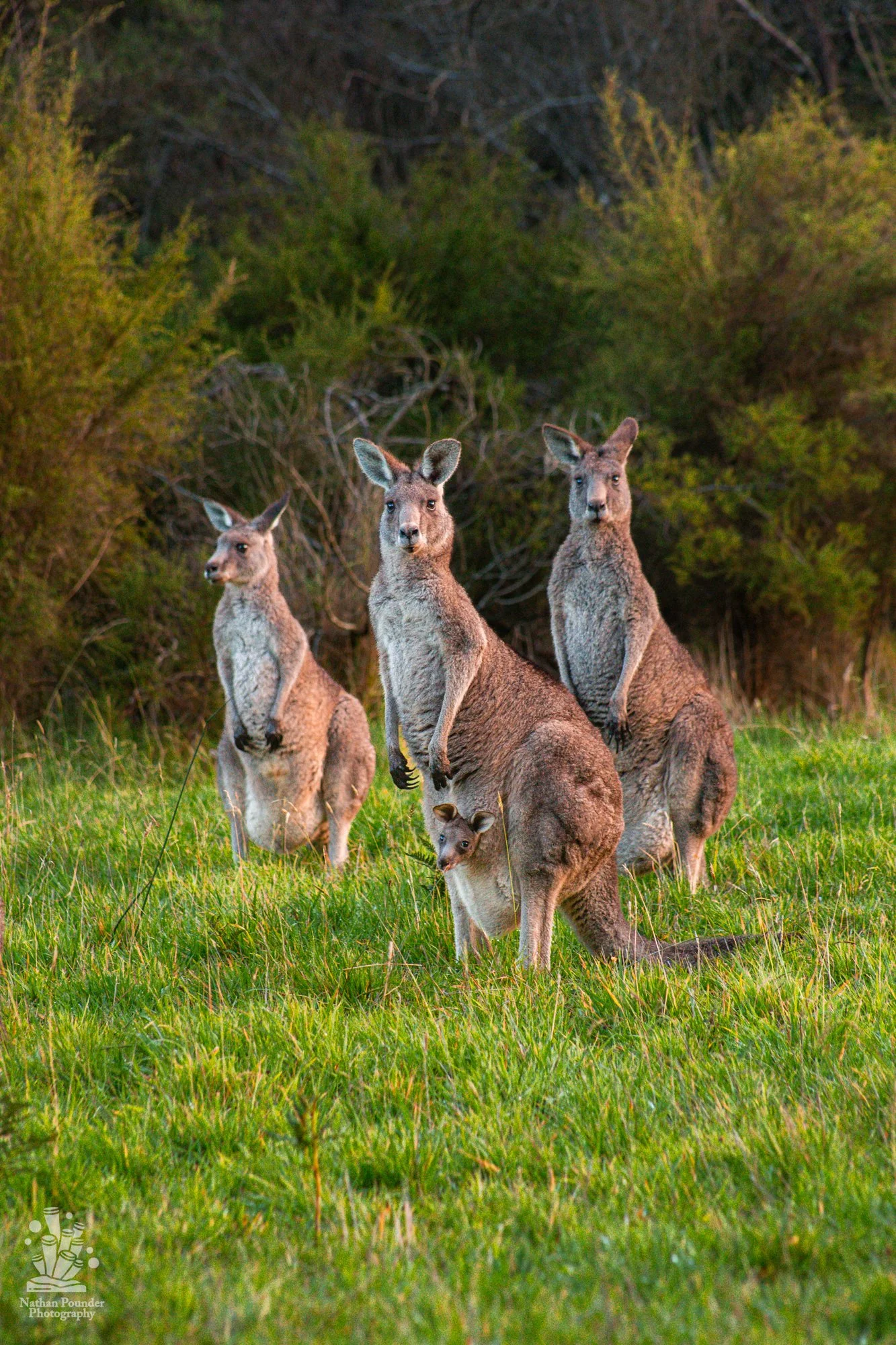 Kangaroos - Penisula-31.jpg