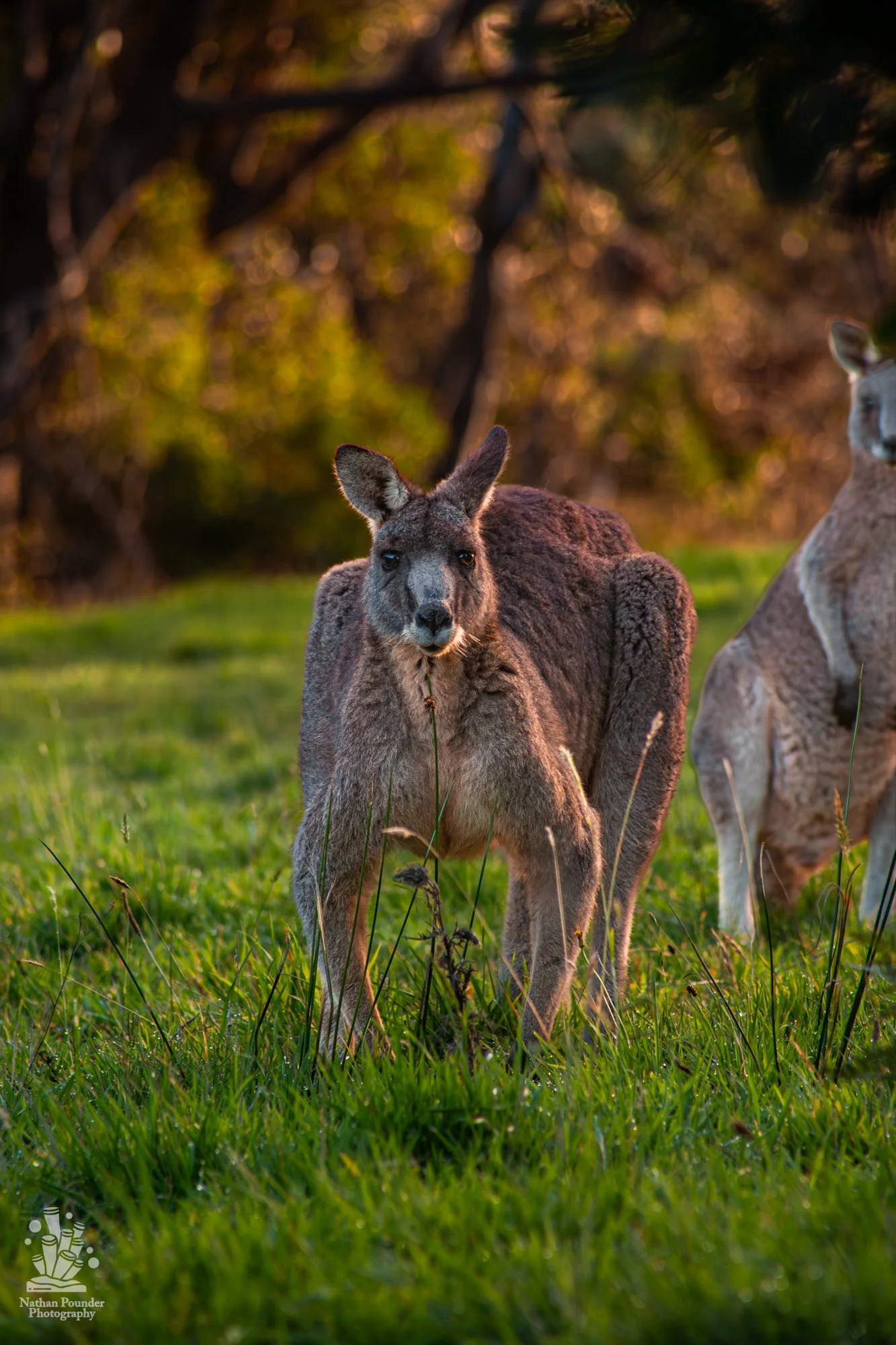 Kangaroos - Penisula-36.jpg