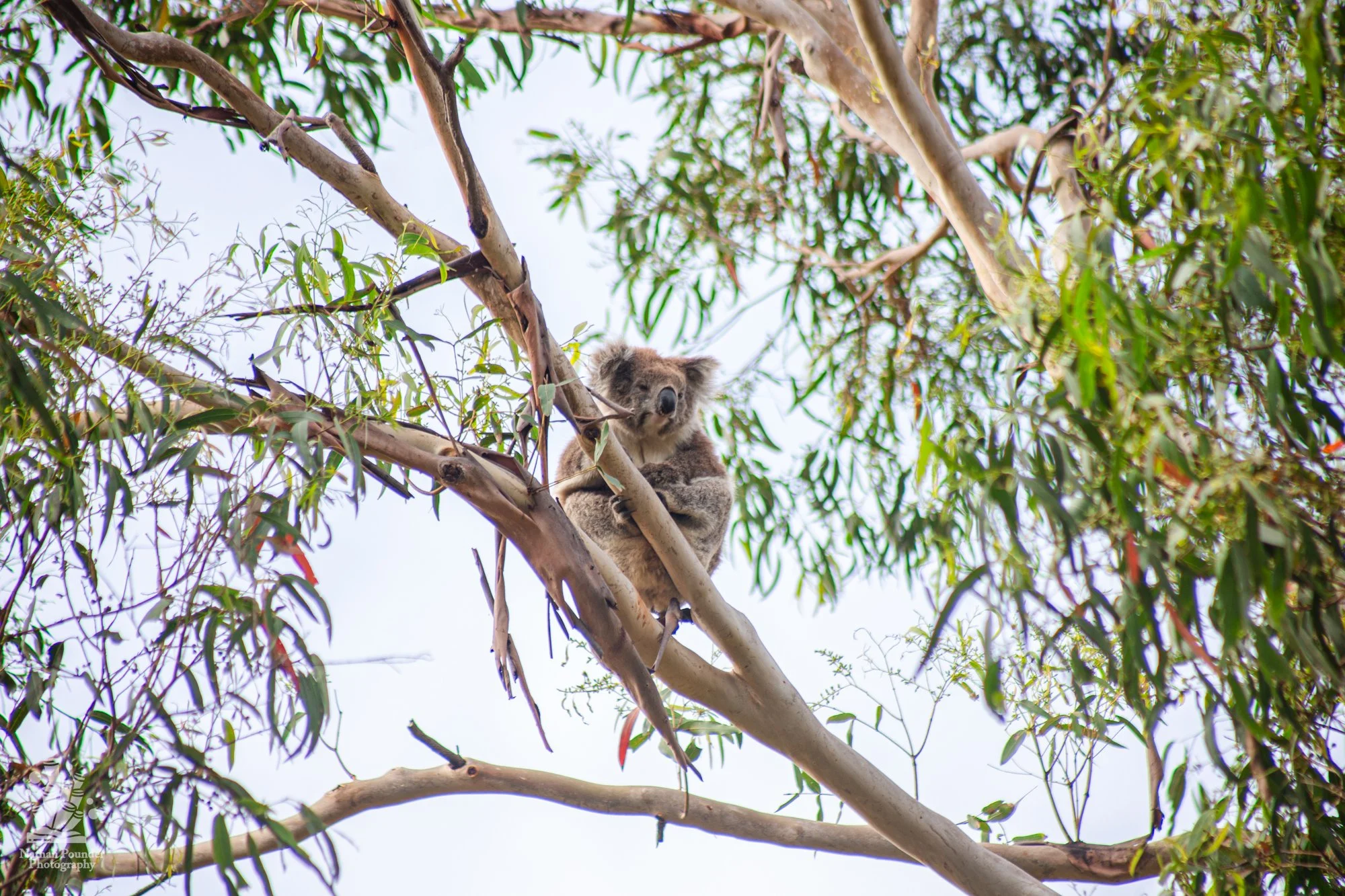 Cape Otway - LC - #1 koalas-37.jpg