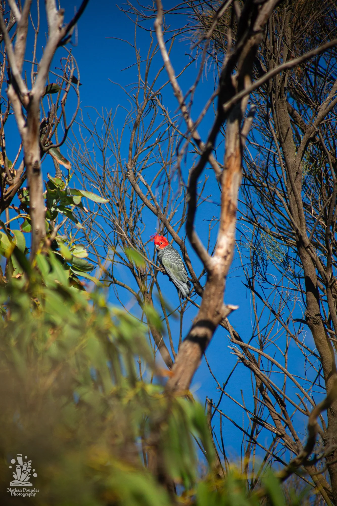 Cape Otway - LC - #1 Gang Gang Cockatoo-19.jpg