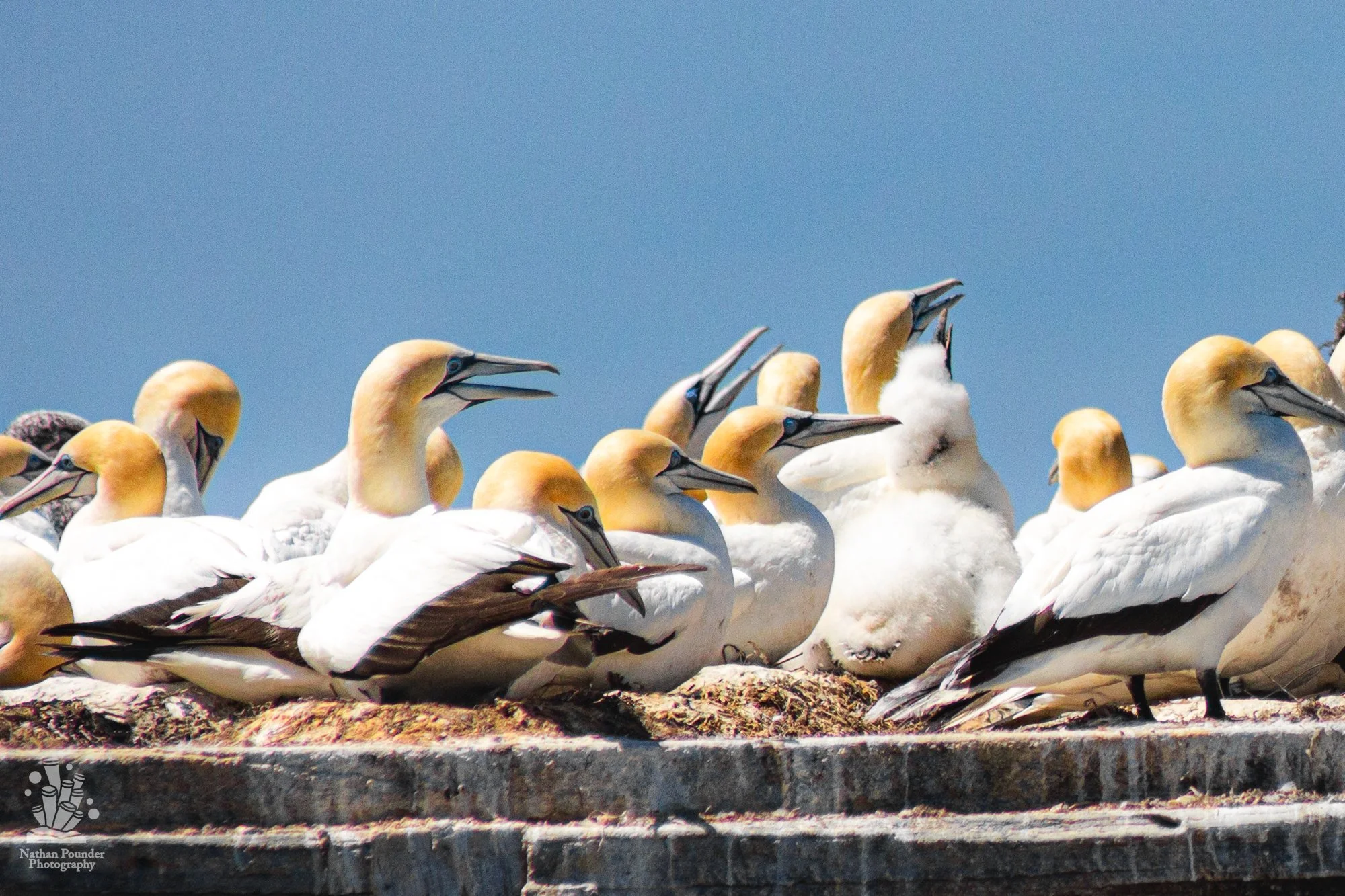  Seals and Gannets -10.jpg