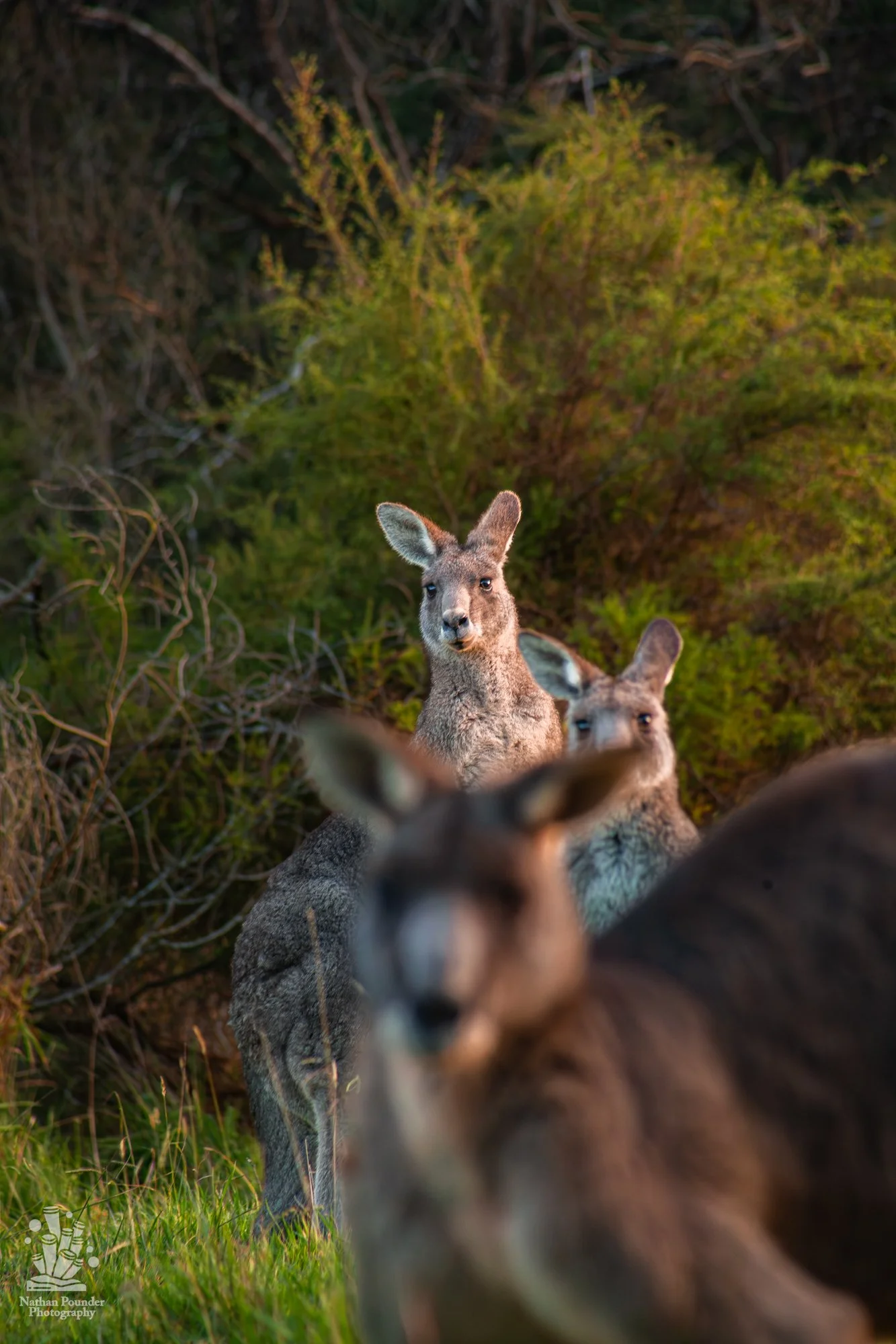 Kangaroos - Penisula-37.jpg