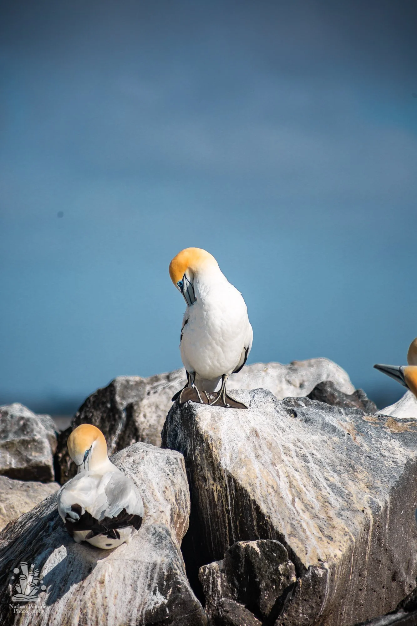 Gannets-10.jpg