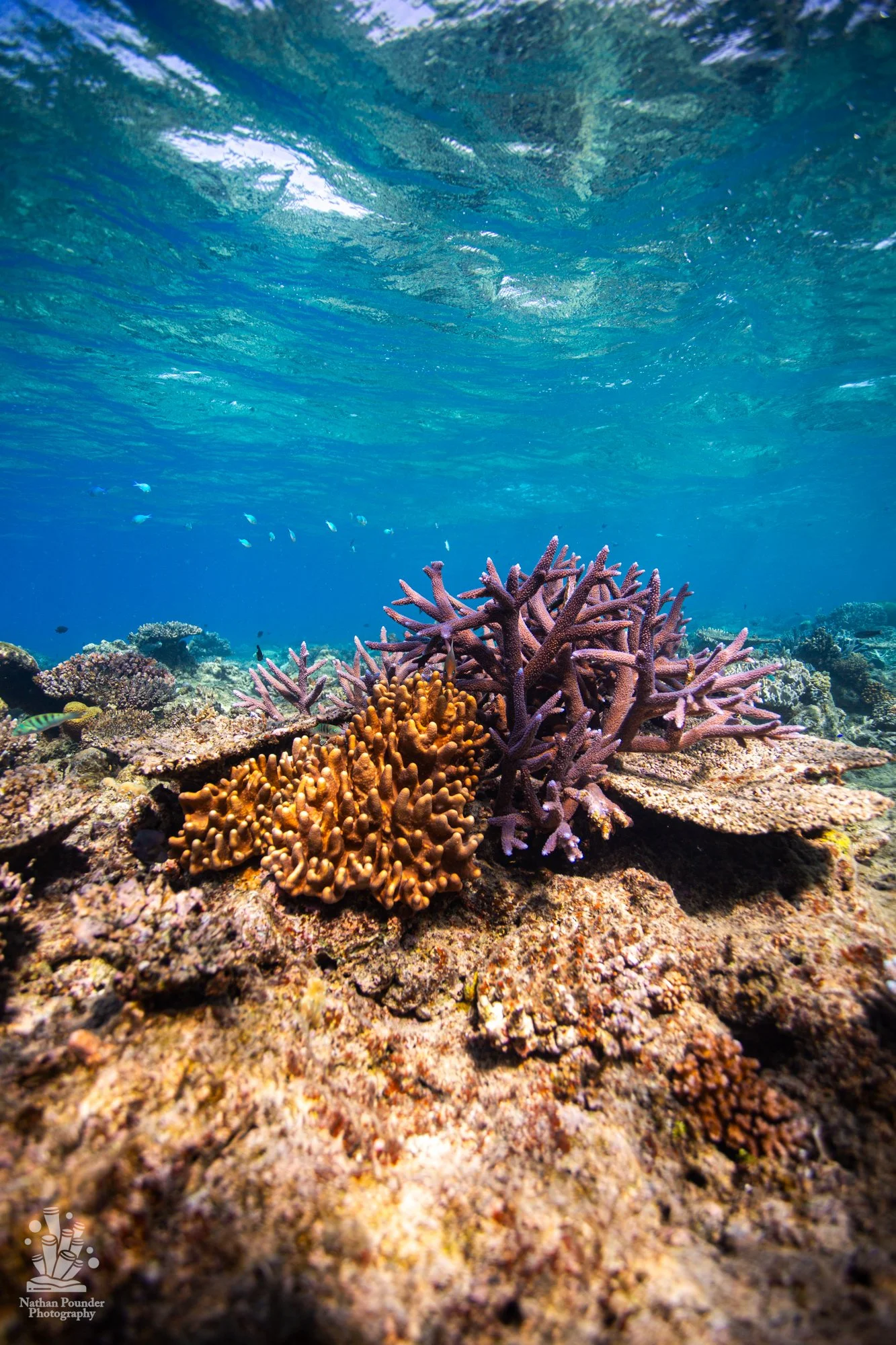 FIJI-98.jpg