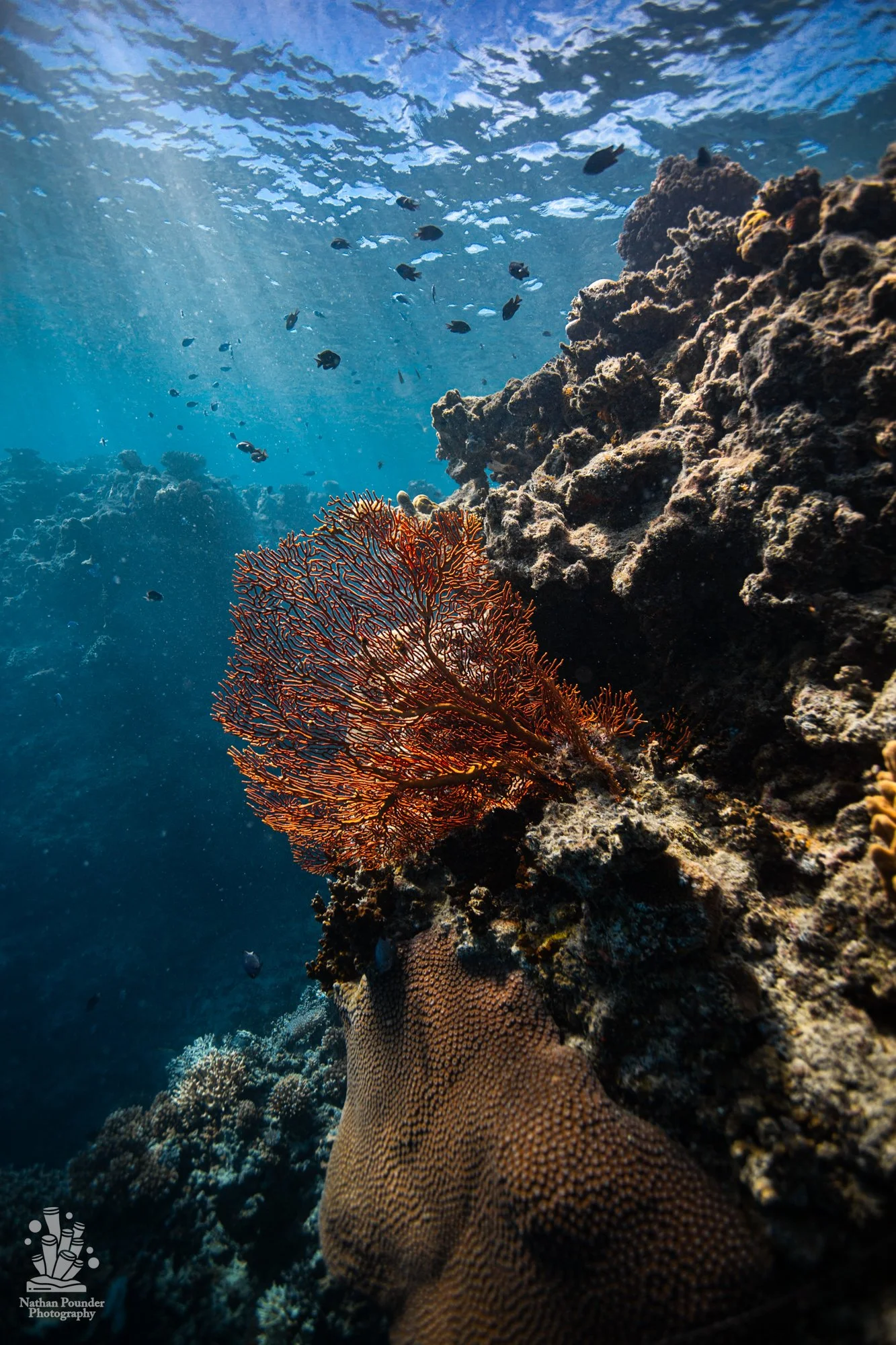 FIJI-50.jpg
